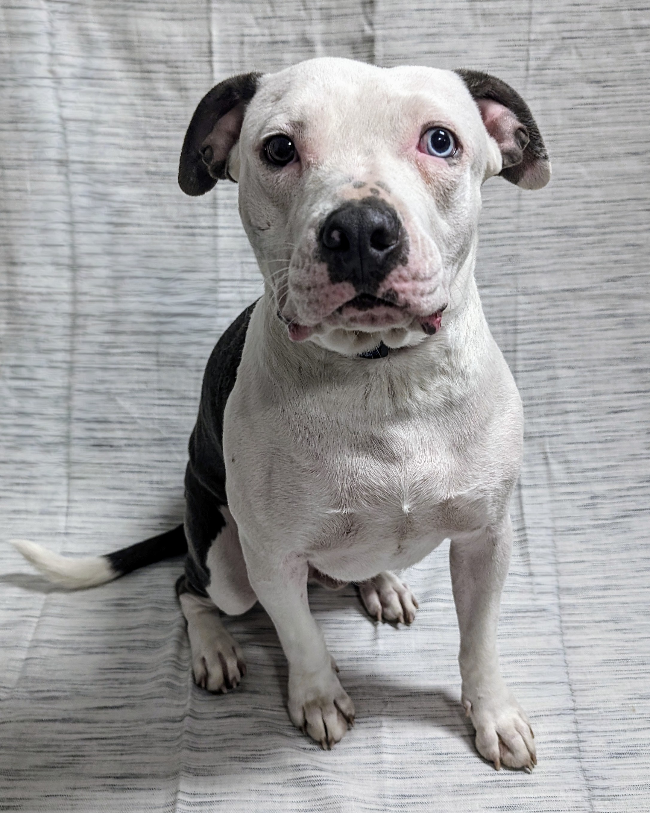 Wally, a Adoptable mixed breed in Cincinnati, OH image 2/5