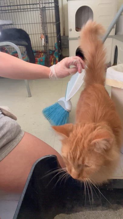 Enlarge Poe, a Adoptable Domestic Short Hair in Moline, IL video 2/3