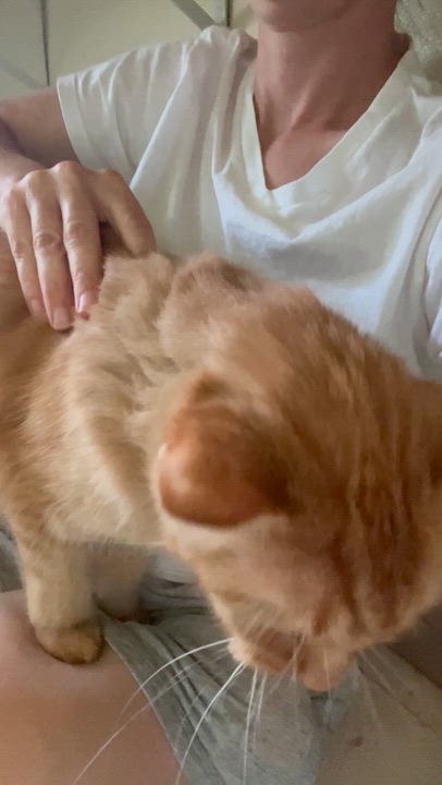 Enlarge Poe, a Adoptable Domestic Short Hair in Moline, IL video 3/3