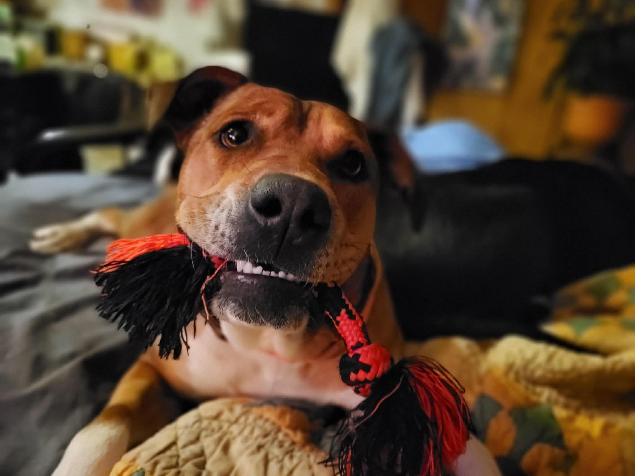 Enlarge Brownie, a Adoptable mixed breed in Shelton, CT image 3/6