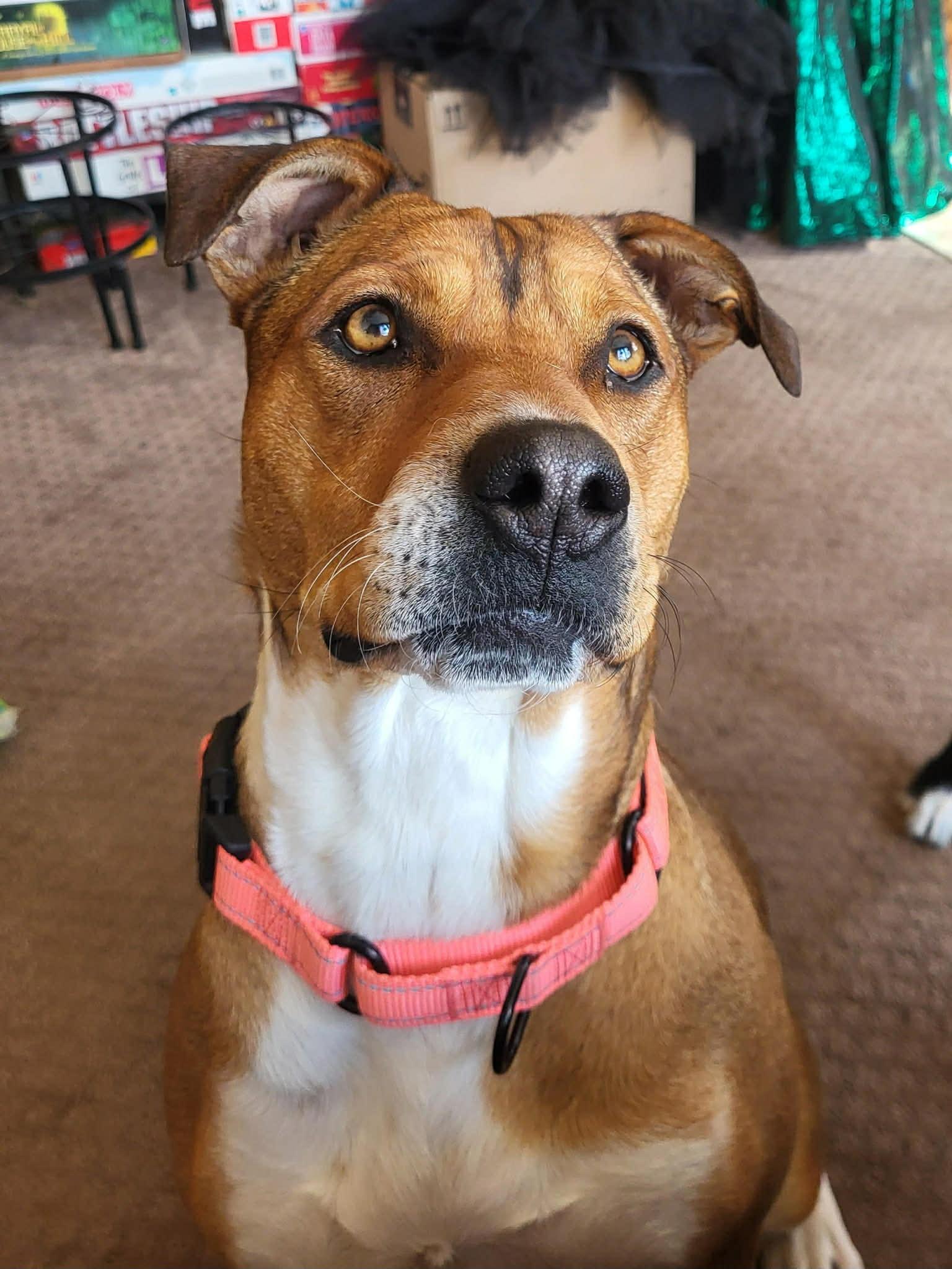 Enlarge Brownie, a Adoptable mixed breed in Shelton, CT image 2/6