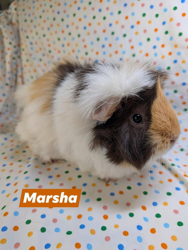 Enlarge Marsha, a Adoptable mixed breed in Gainesville, FL image 1/5