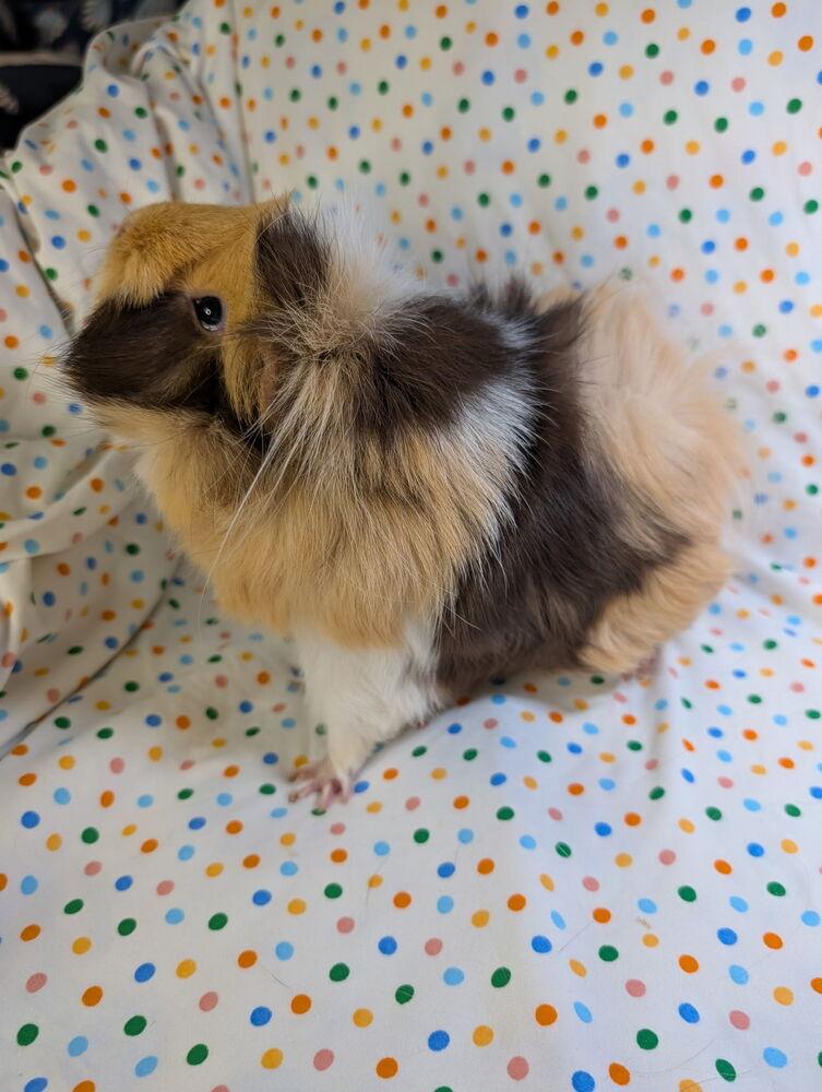 Marsha, Adoptable, Adult Female Guinea Pig.