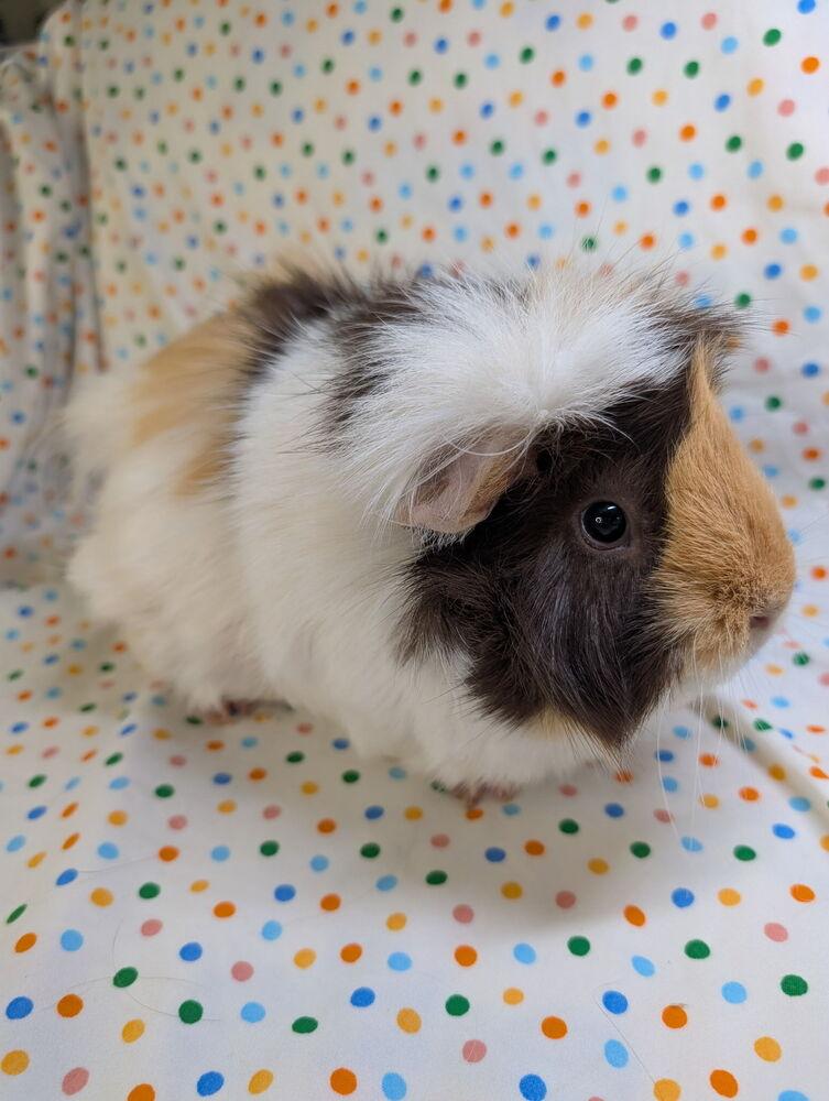 Enlarge Marsha, a Adoptable mixed breed in Gainesville, FL image 2/3