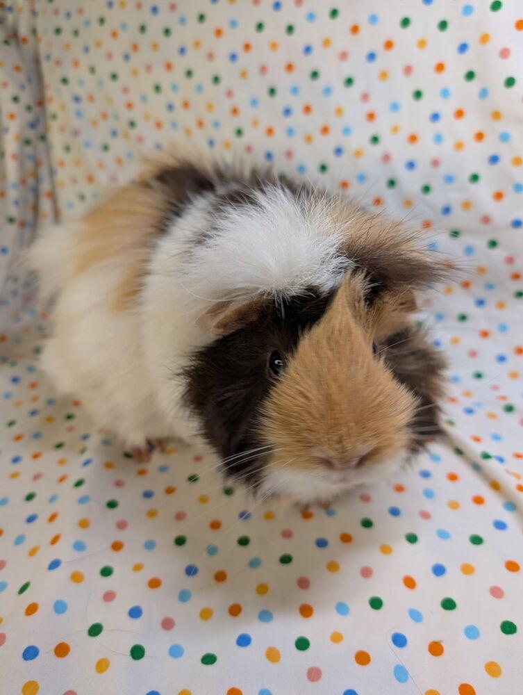 Enlarge Marsha, a Adoptable mixed breed in Gainesville, FL image 3/3