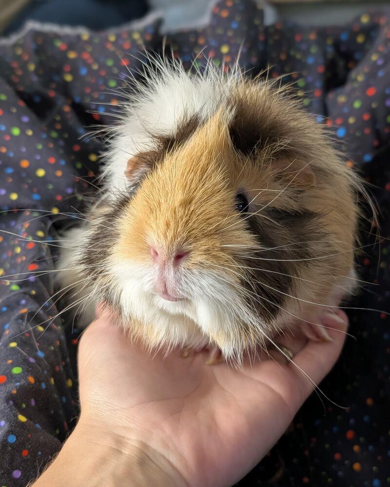 Enlarge Marsha, a Adoptable mixed breed in Gainesville, FL image 5/5