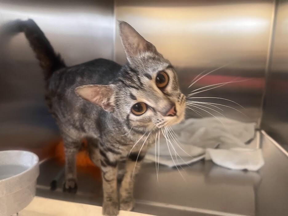 Mavis, Adoptable, Adult Female Domestic Short Hair.