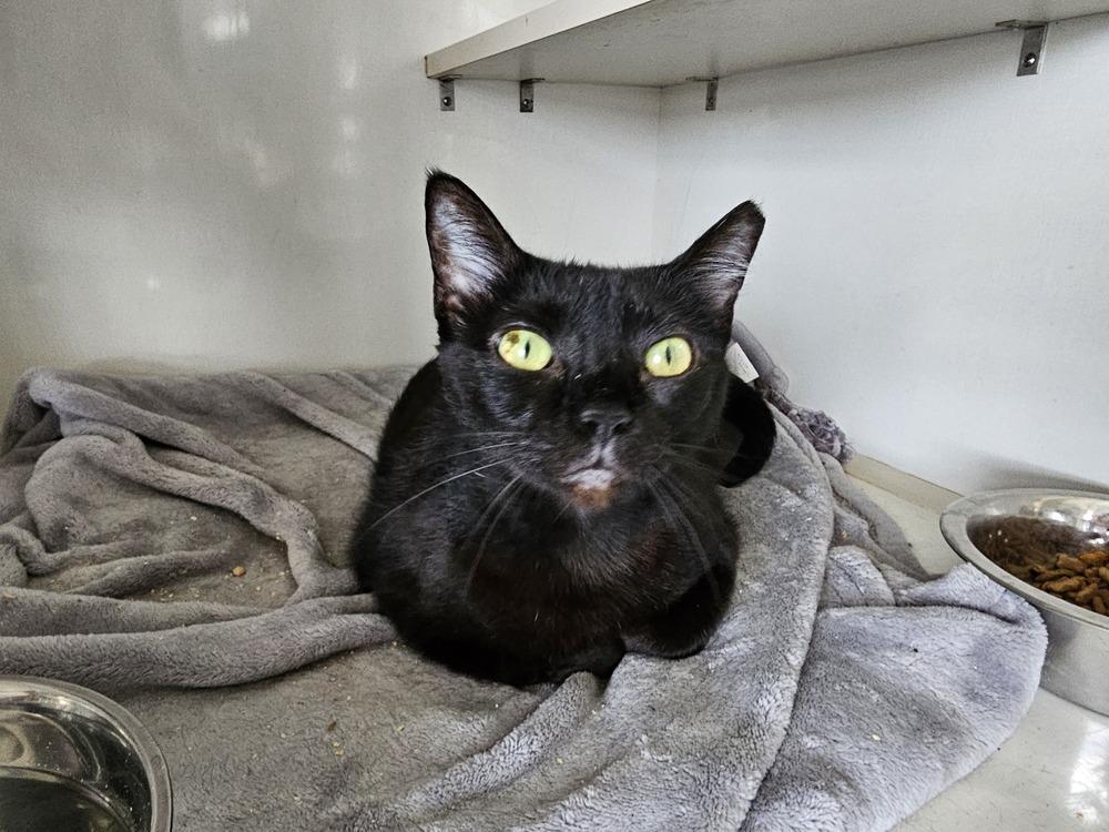 Regina, Adoptable, Adult Female Domestic Short Hair.