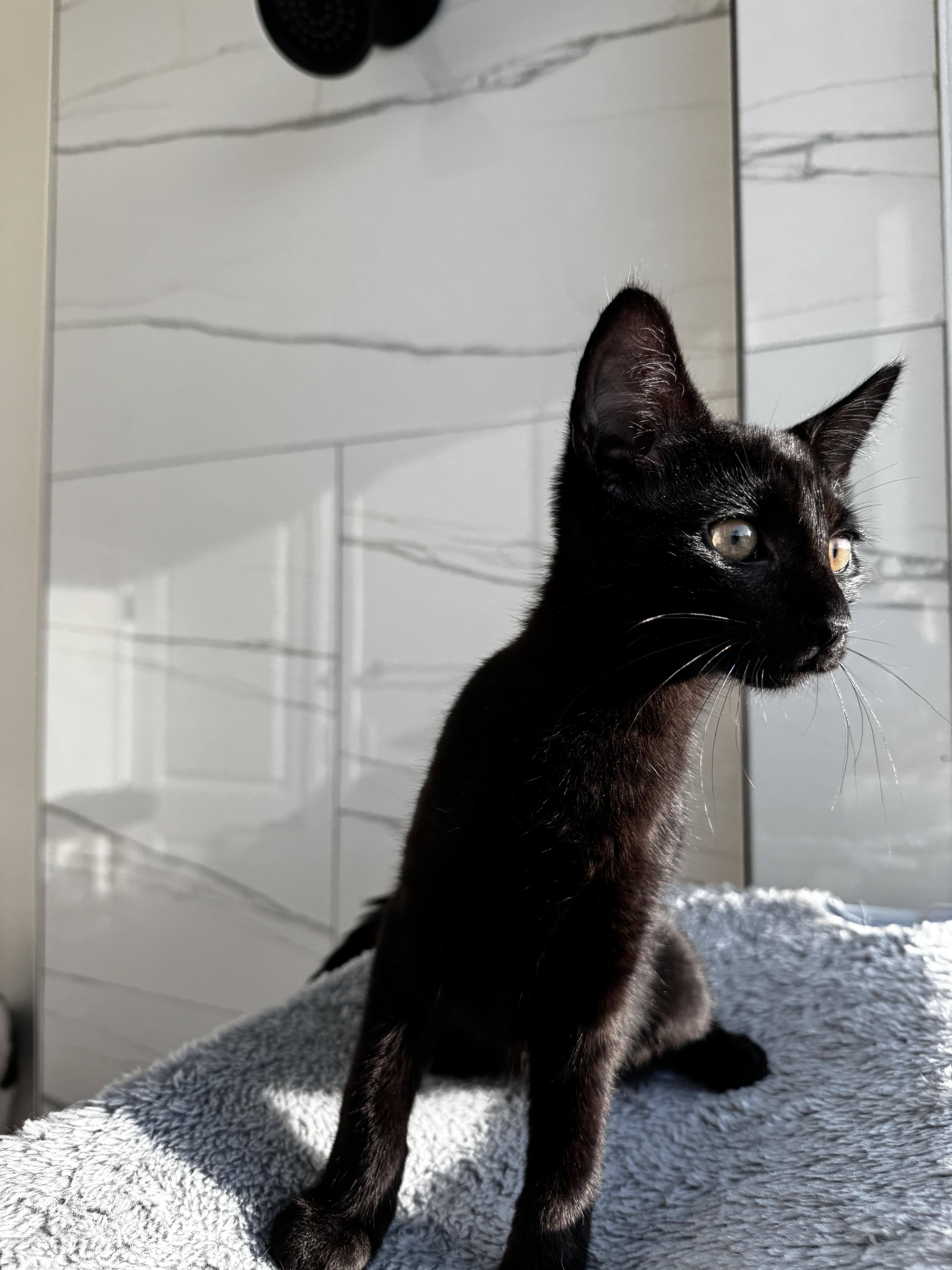 YOLO, Adopted, Young Male Oriental Short Hair & Bombay.