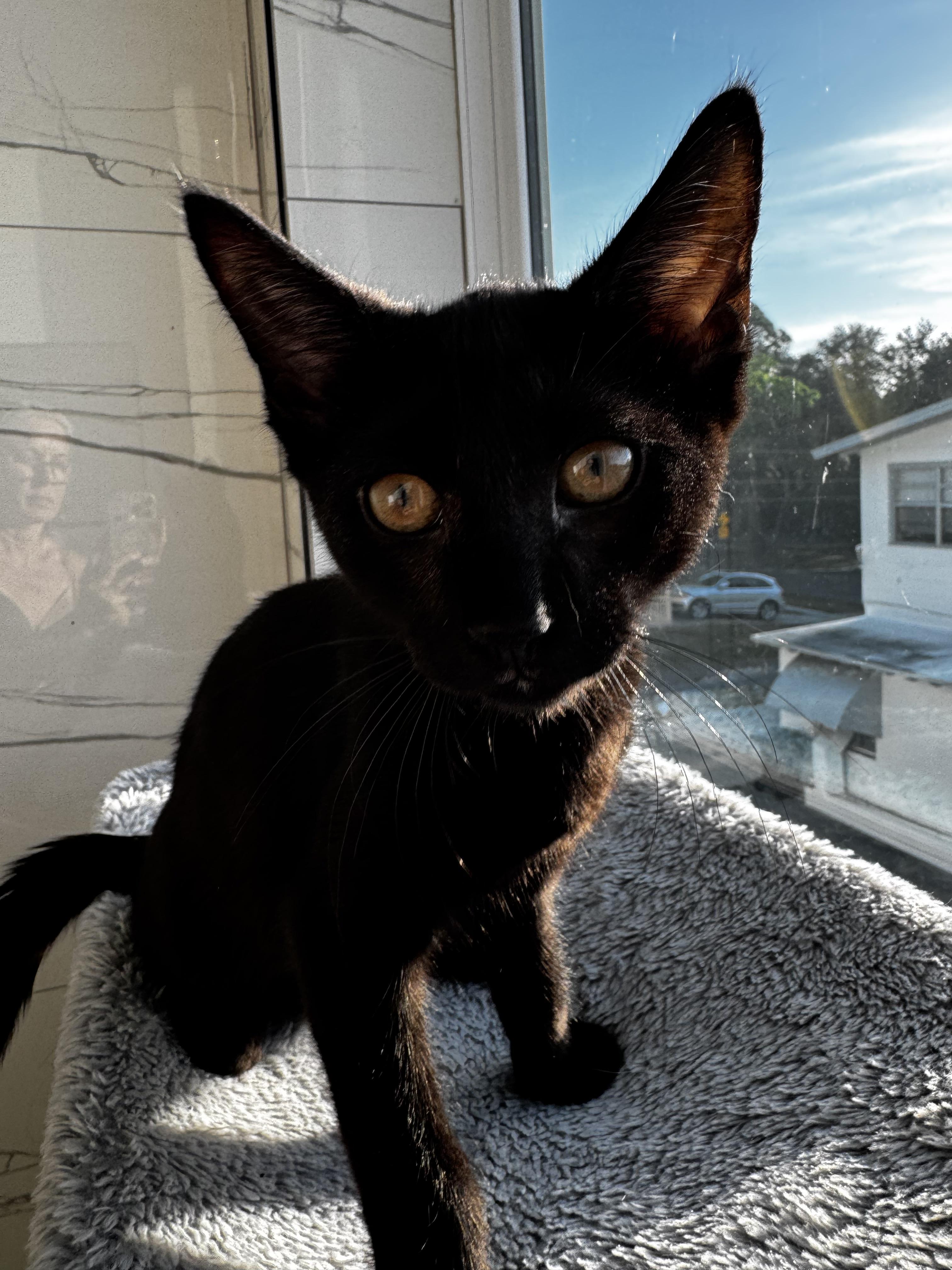 Enlarge YOLO, a Adopted mixed breed in St Petersburg, FL image 3/5