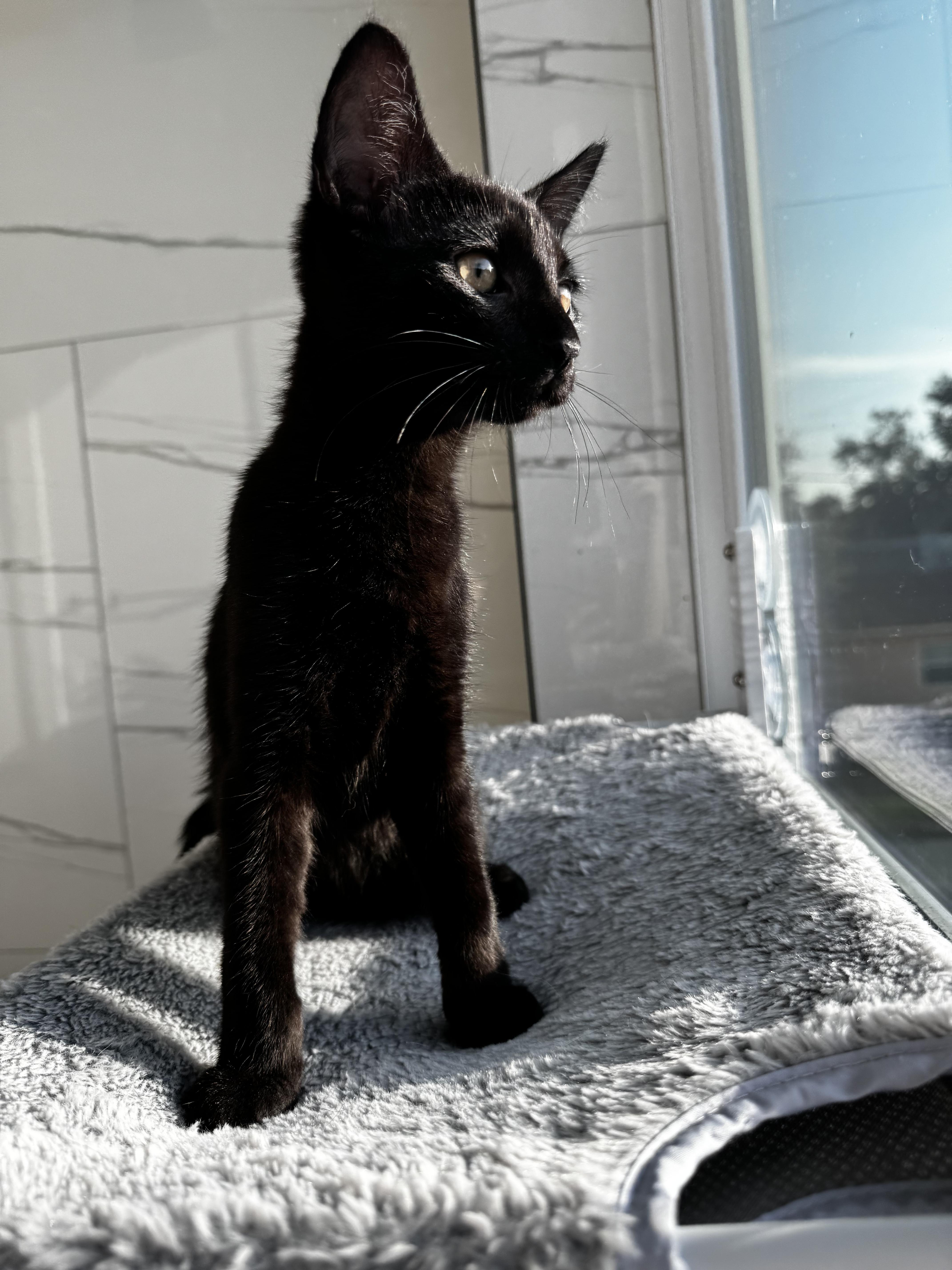 Enlarge YOLO, a Adopted mixed breed in St Petersburg, FL image 4/5