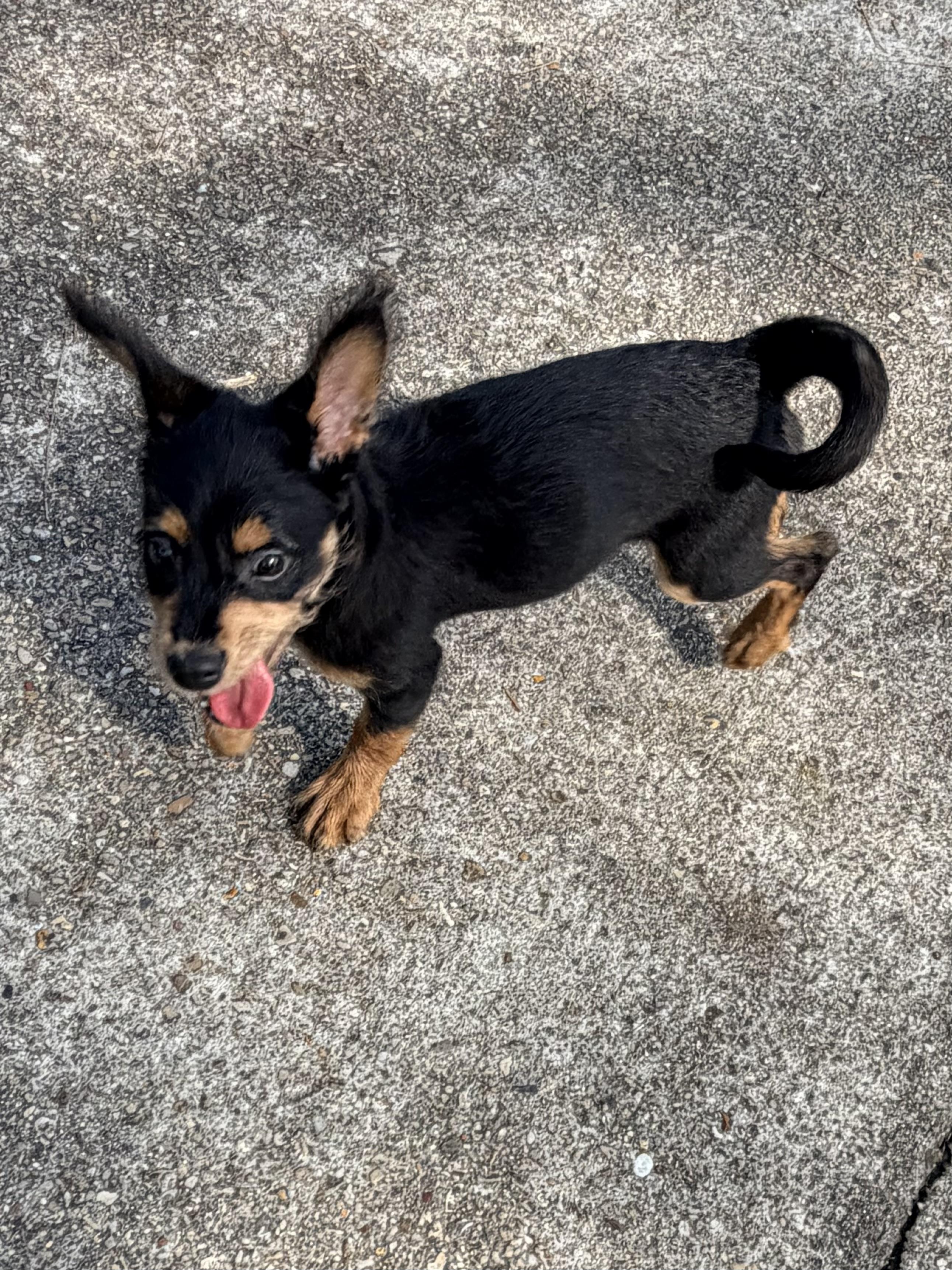 Enlarge Fletcher, an adopted mixed breed in Baker, LA image 3/6