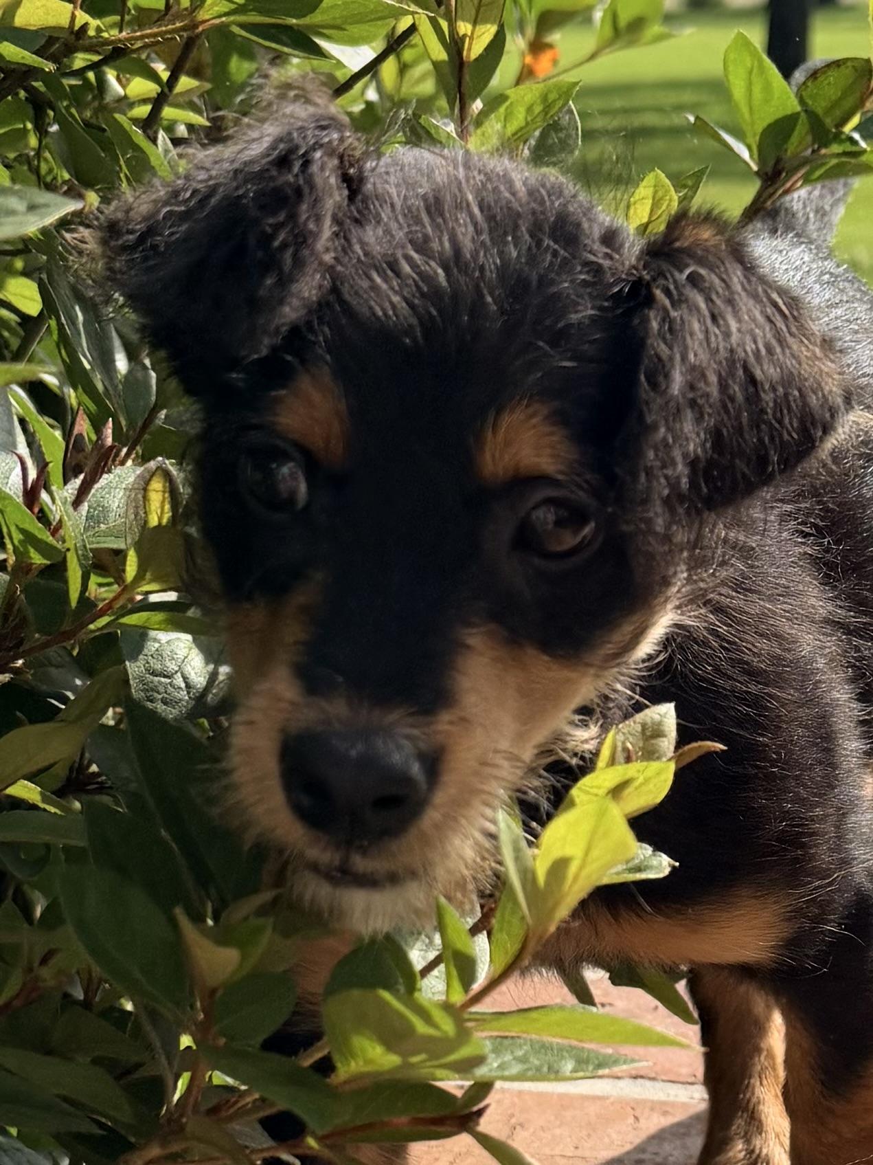 Fletcher, adopted, Young Male Schnauzer & Terrier.