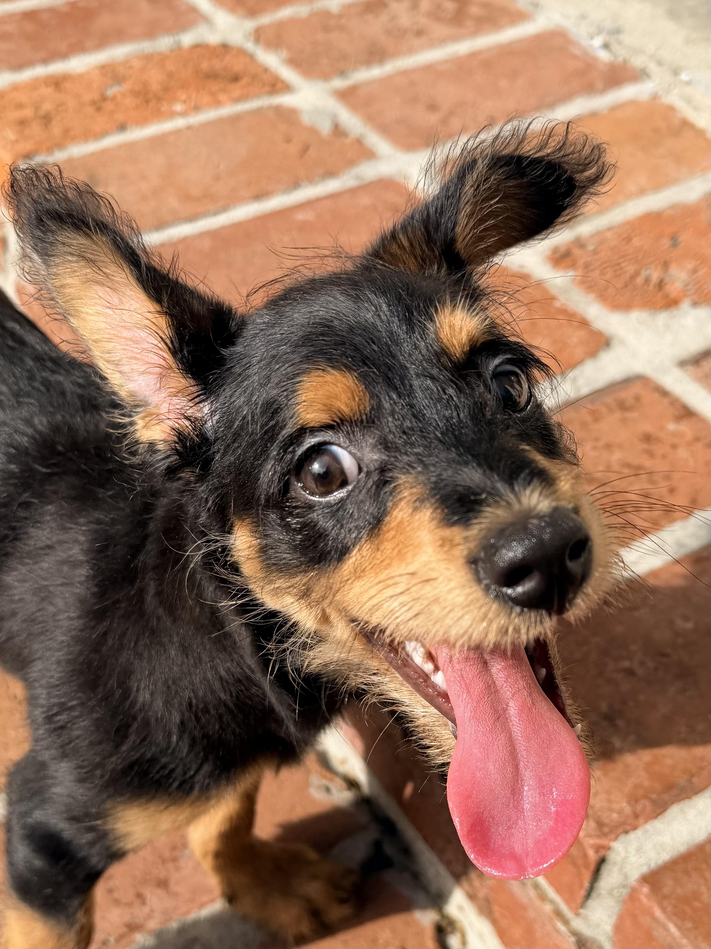 Enlarge Fletcher, an adopted mixed breed in Baker, LA image 5/6