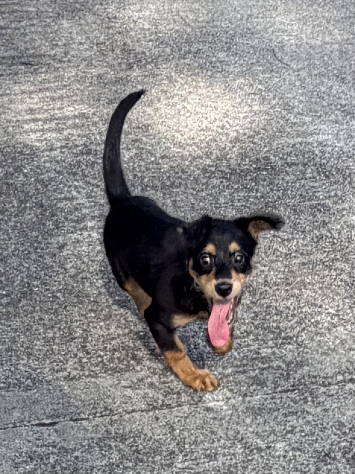 Enlarge Fletcher, an adopted mixed breed in Baker, LA image 2/6