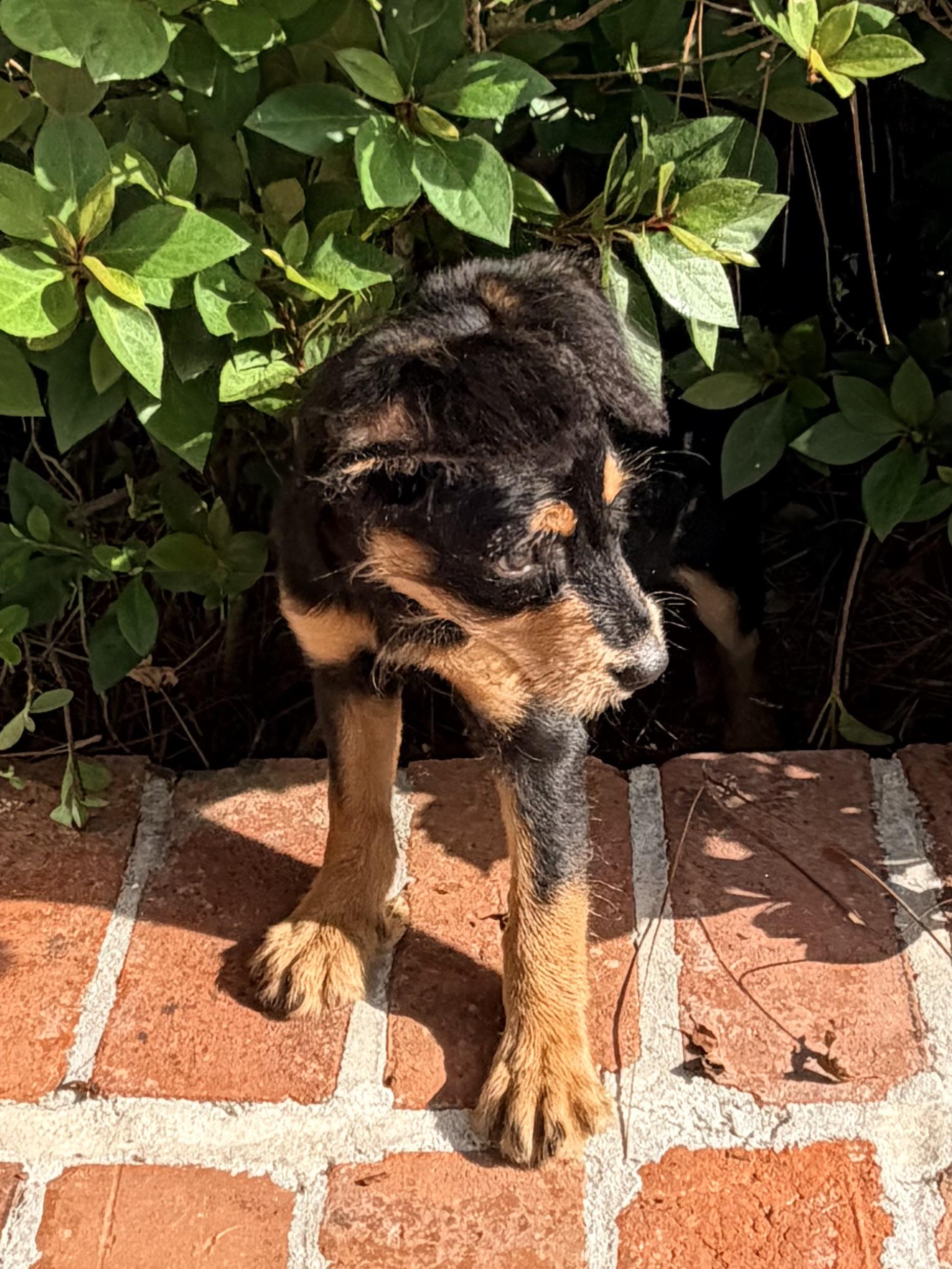 Enlarge Fletcher, an adopted mixed breed in Baker, LA image 4/6