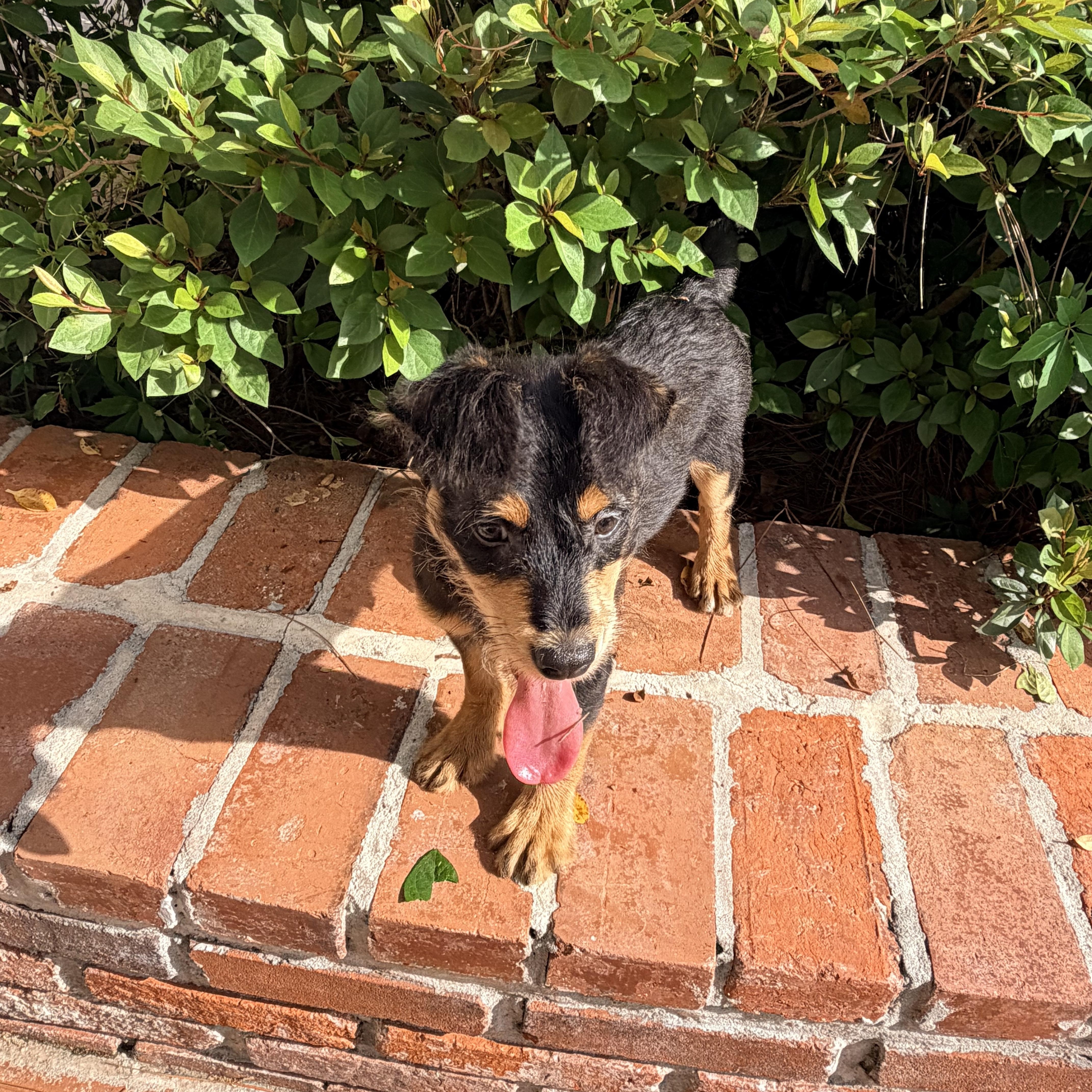 Enlarge Fletcher, an adopted mixed breed in Baker, LA image 6/6