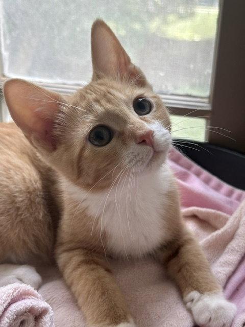 Jerry, Adoptable, Young Male Domestic Short Hair.