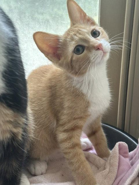 Jerry, a Adoptable Domestic Short Hair in Newtown Square, PA image 2/2