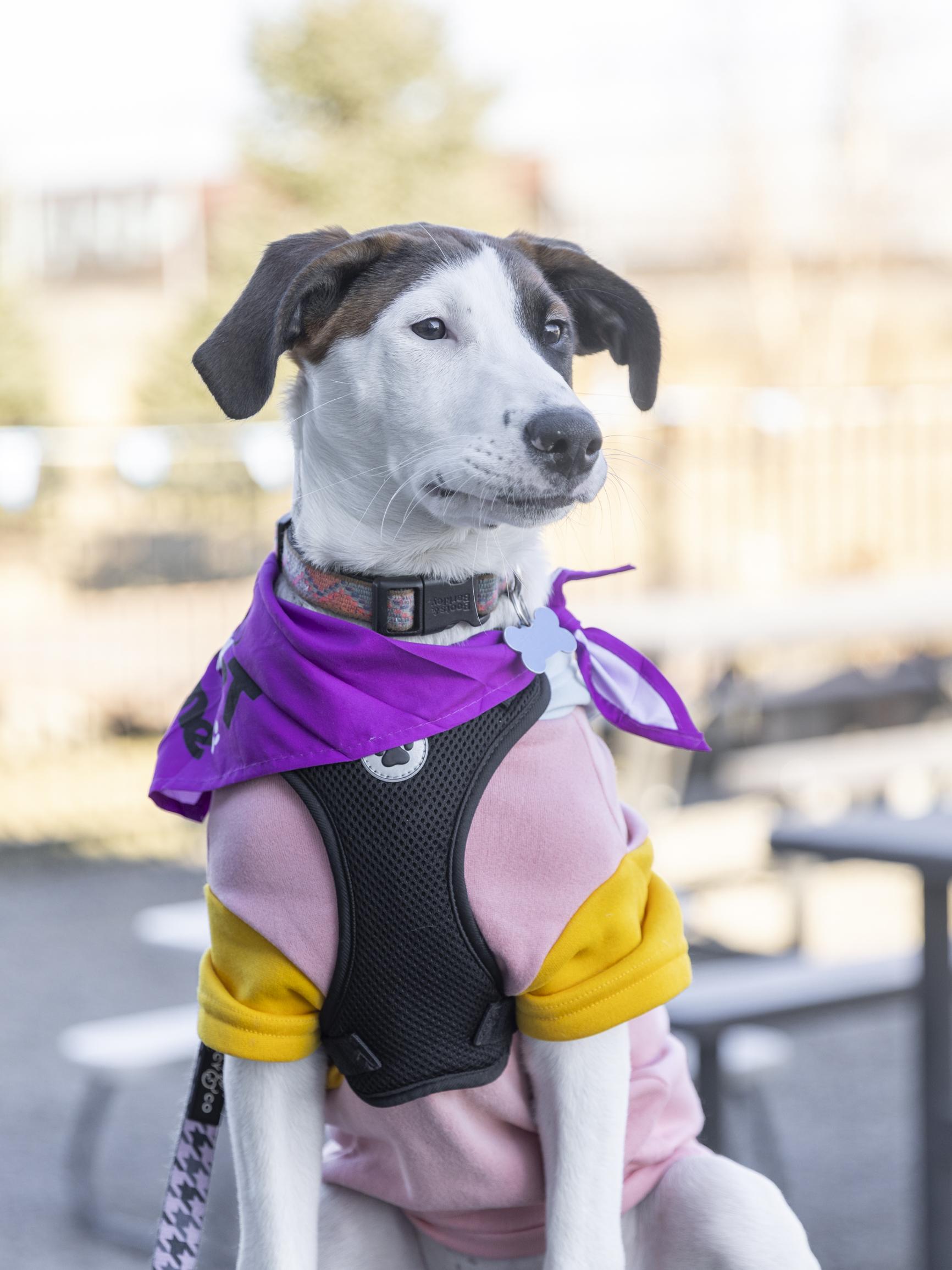 Leyla, Adoptable, Puppy Female Retriever & Mixed Breed.