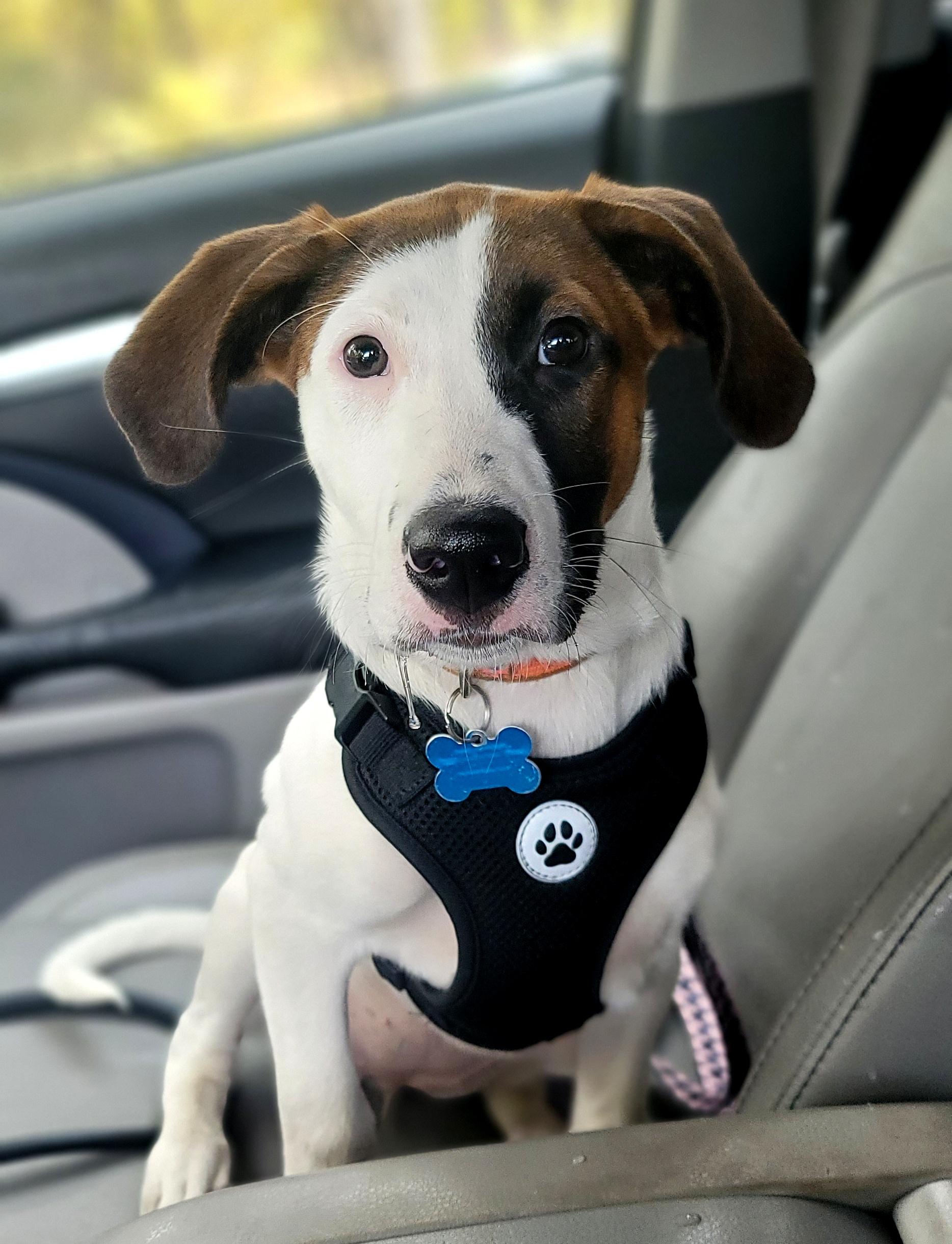 Leyla, Adoptable, Puppy Female Retriever & Mixed Breed.