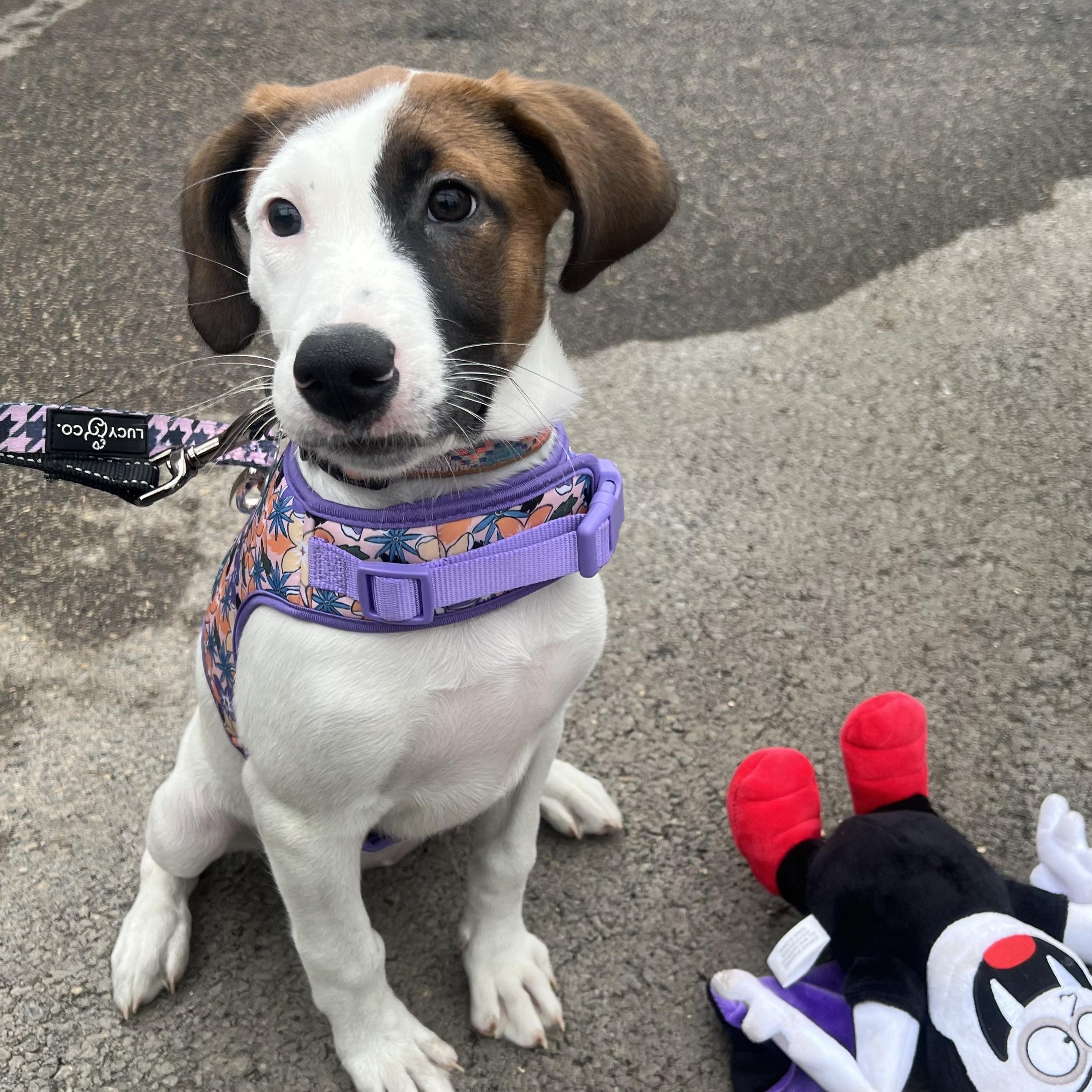 Leyla, a Adoptable mixed breed in Minneapolis, MN image 6/6