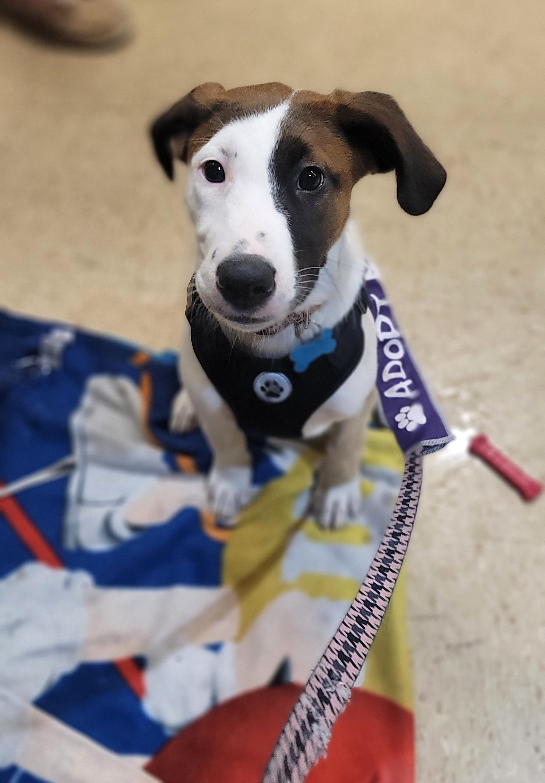 Leyla, a Adoptable mixed breed in Minneapolis, MN image 4/6