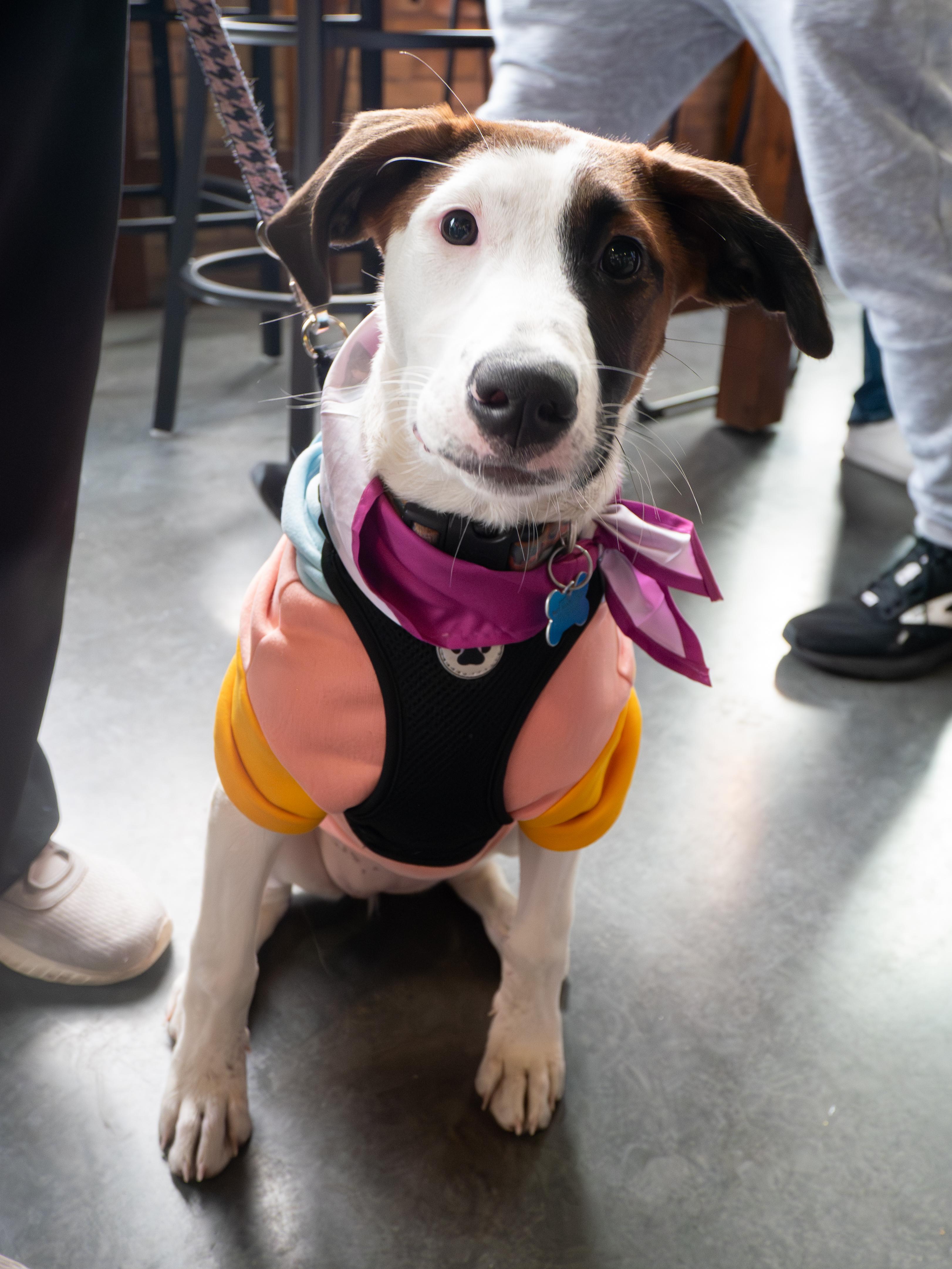 Leyla, an adopted mixed breed in Minneapolis, MN image 5/6