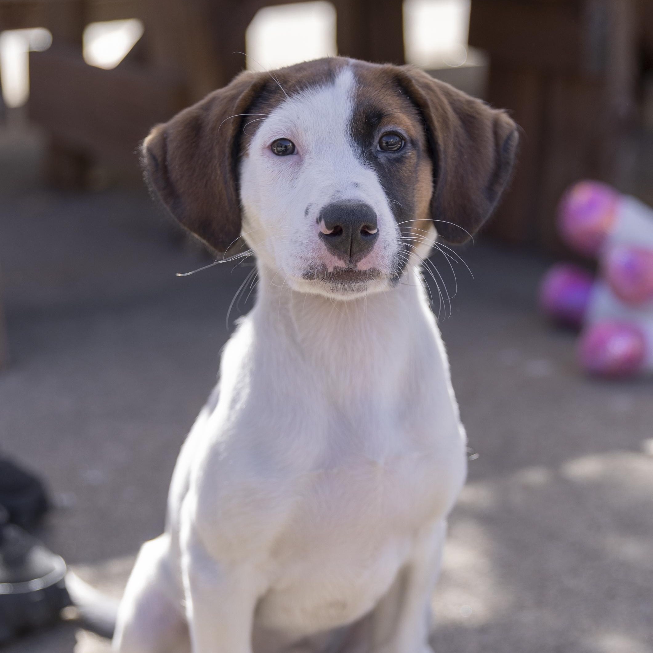 Leyla, a Adoptable mixed breed in Minneapolis, MN image 5/6