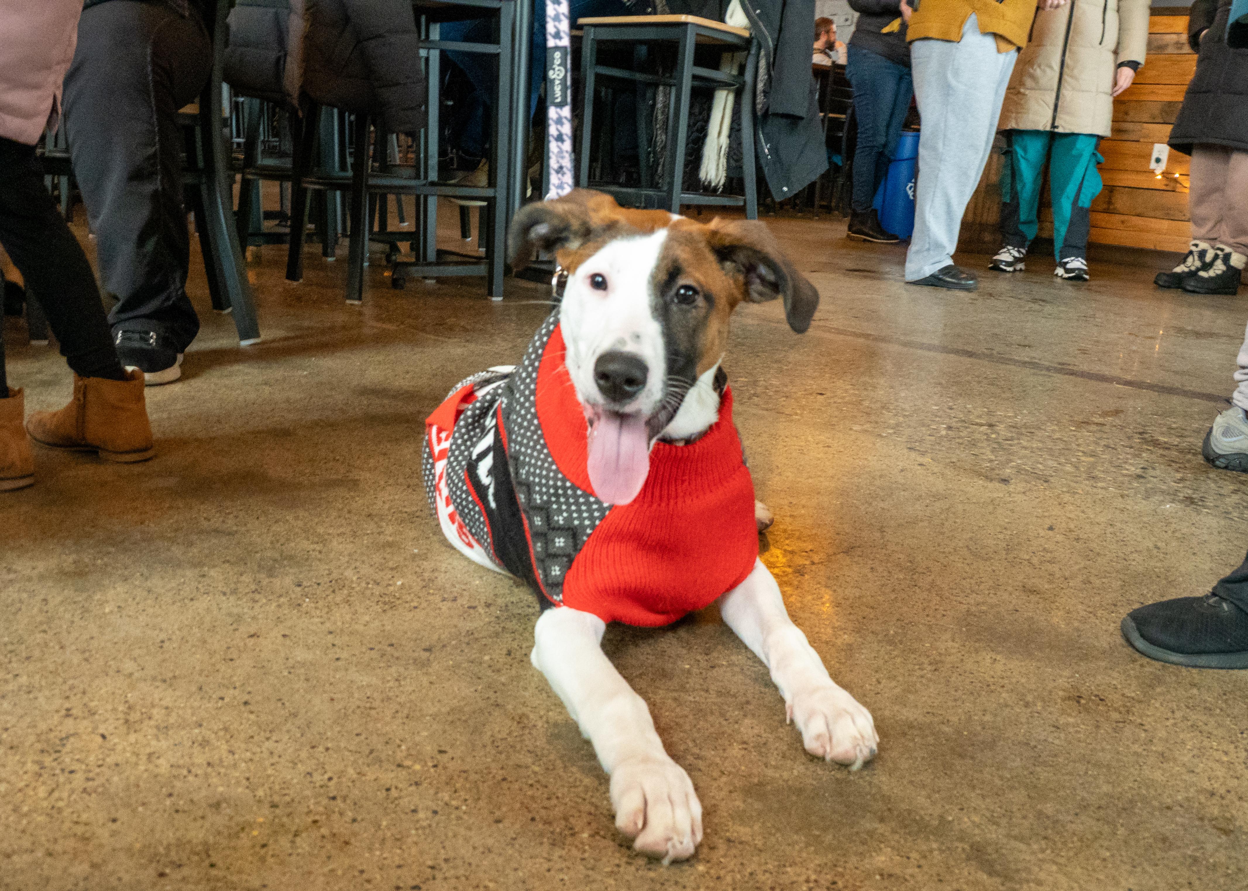 Leyla, an adopted mixed breed in Minneapolis, MN image 6/6