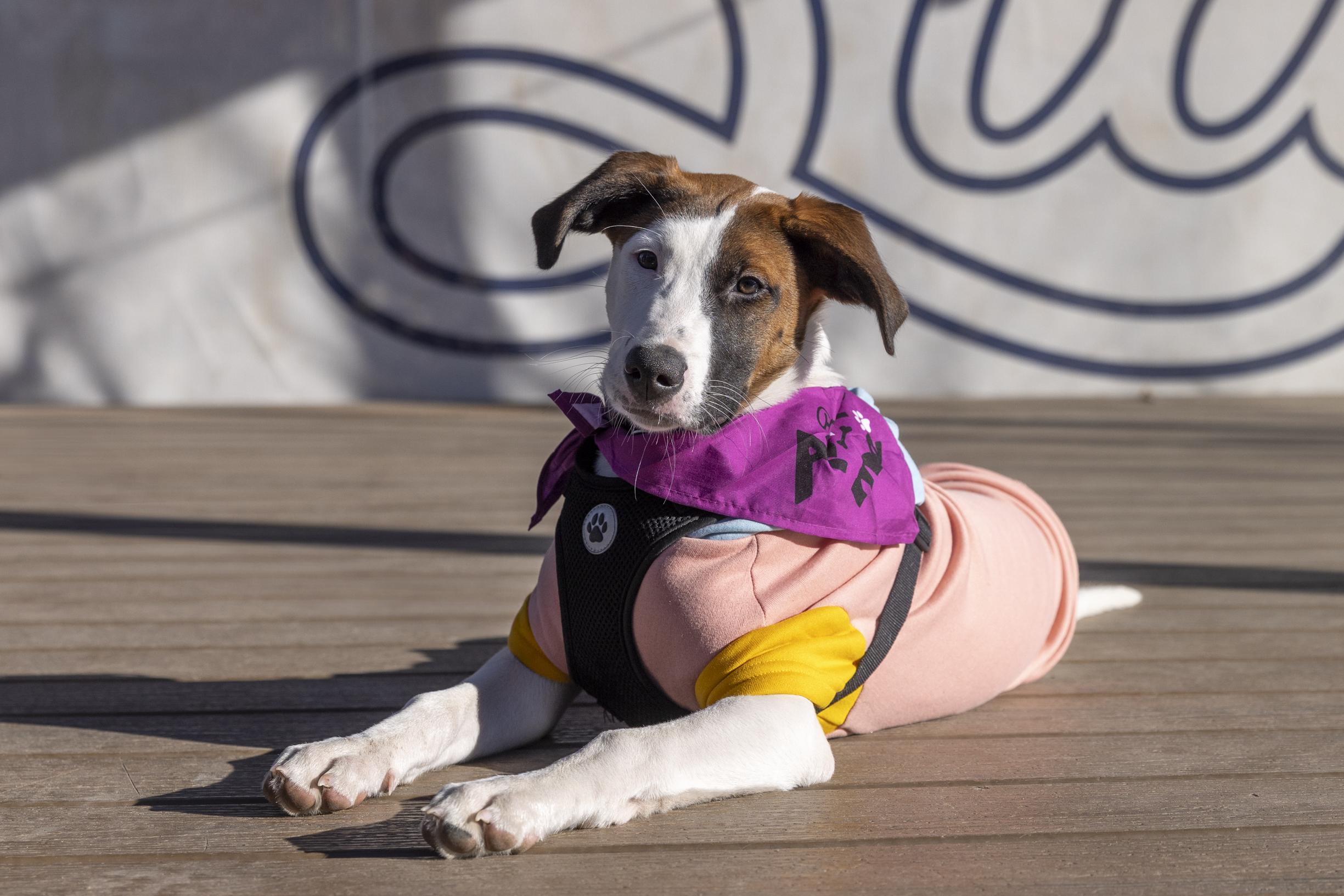 Leyla, a Adoptable mixed breed in Minneapolis, MN image 3/6