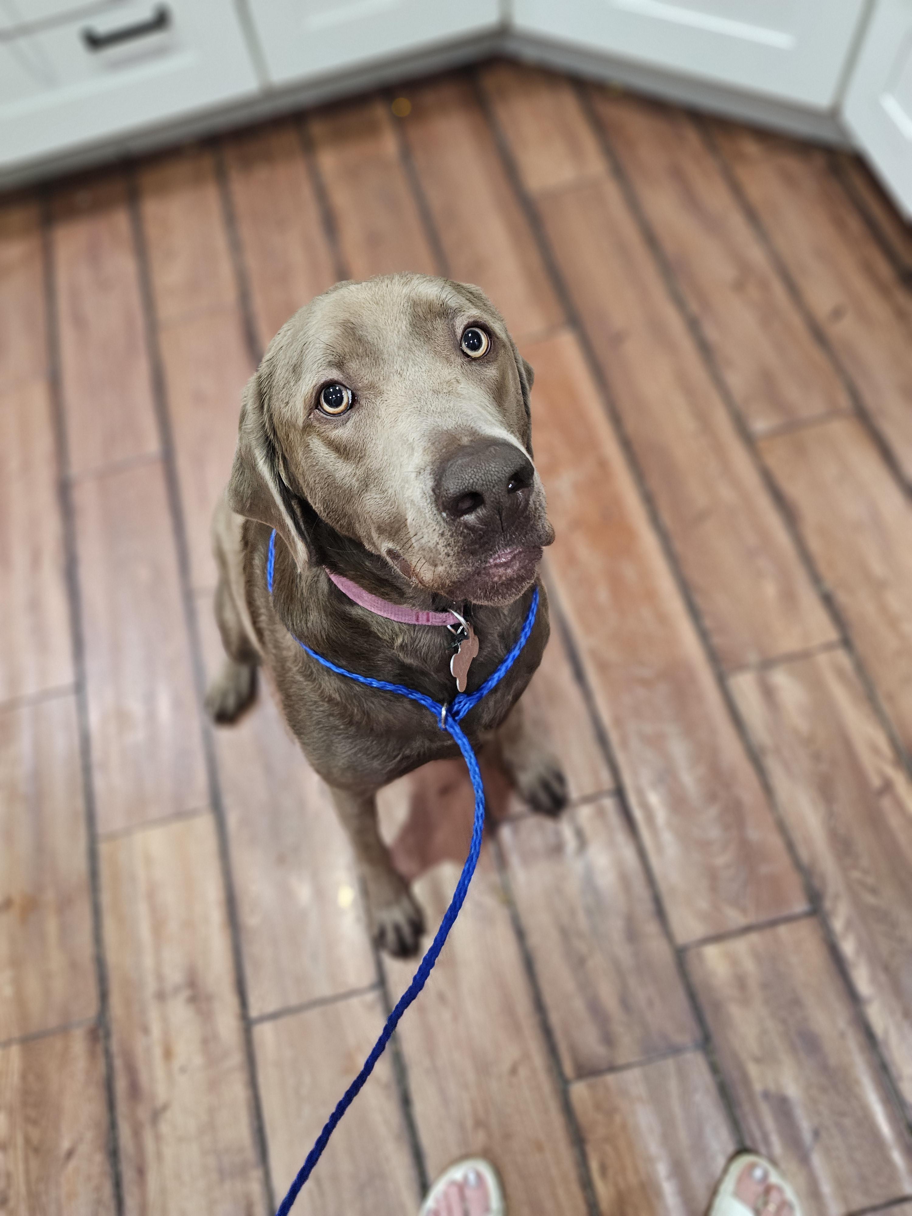 Lucy , a ADOPTABLE Labrador Retriever in O Fallon, IL image 3/6