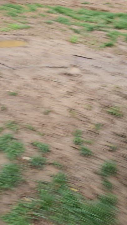 Enlarge Lucy , a ADOPTABLE Labrador Retriever in O Fallon, IL video 2/6