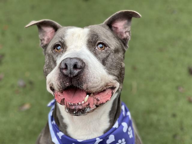 MOOSE, Adoptable, Adult Male Pit Bull Terrier.