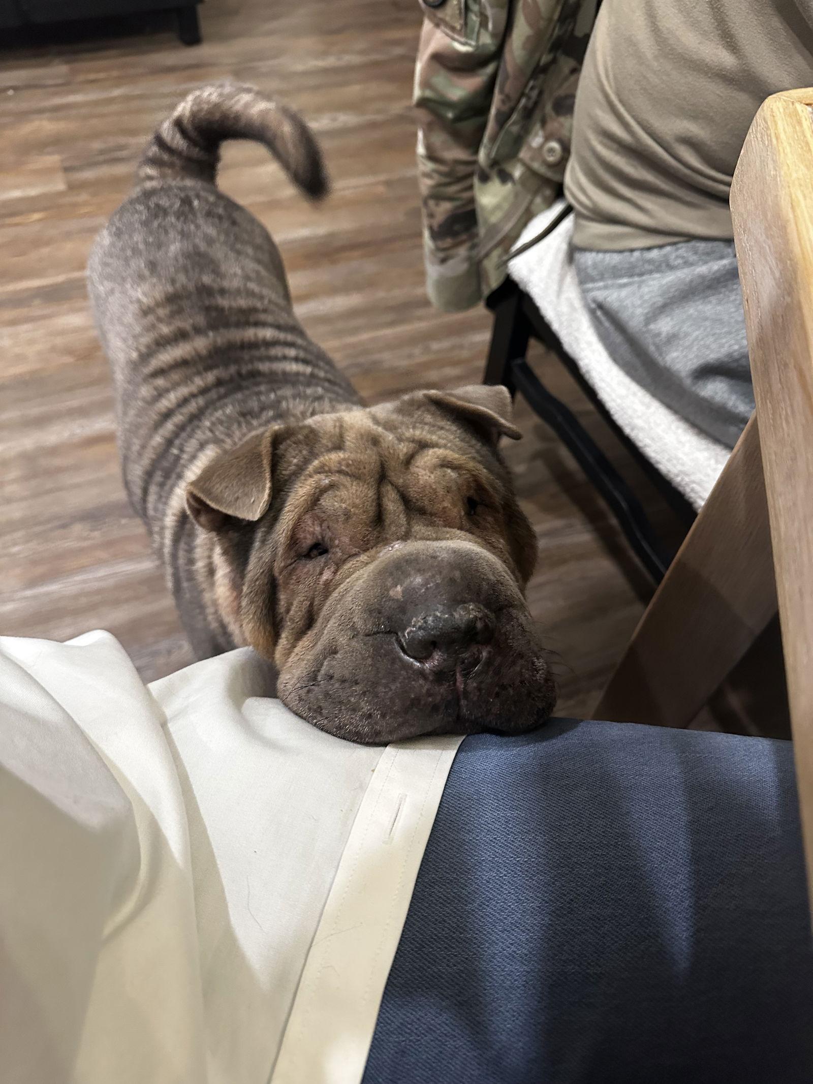 Sweetie Potato, Adoptable, Adult Female Shar-Pei.