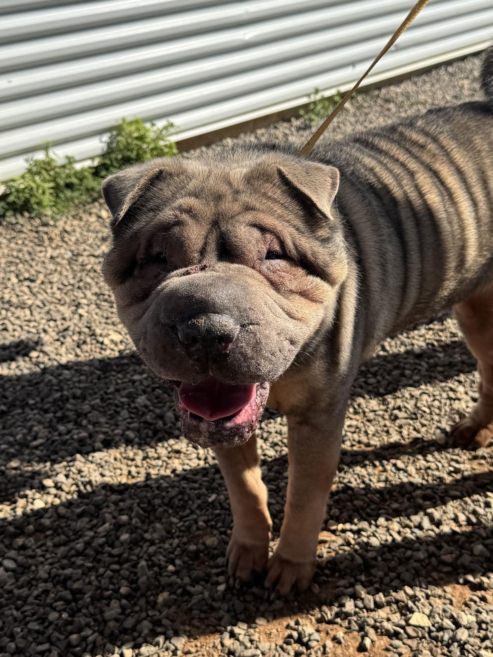 Sweetie, Adoptable, Adult Female Shar-Pei.