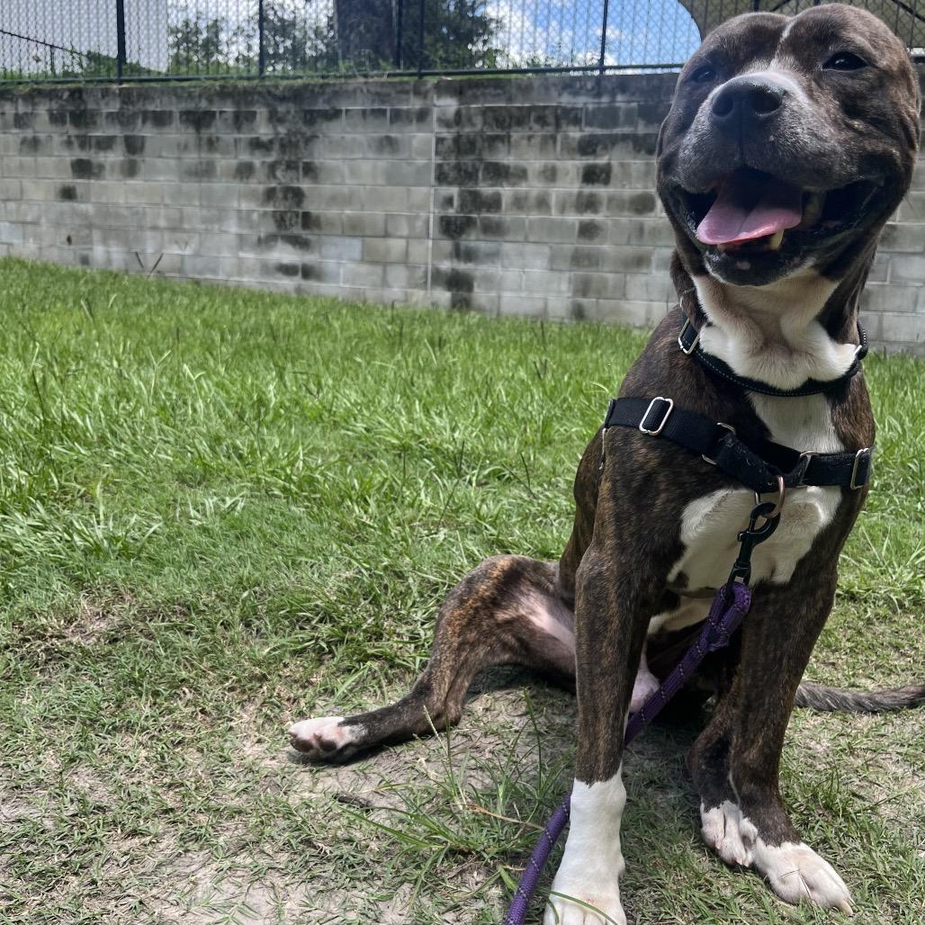 Enlarge Lenny, a Adoptable Mixed Breed in Jacksonville, FL image 1/6