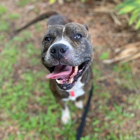 Enlarge Lenny, a Adoptable Mixed Breed in Jacksonville, FL image 2/6