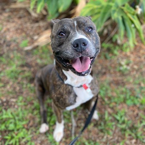 Enlarge Lenny, a Adoptable Mixed Breed in Jacksonville, FL image 3/6
