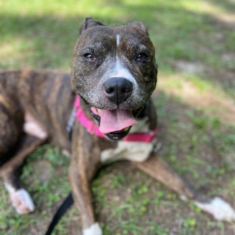 Enlarge Lenny, a Adoptable Mixed Breed in Jacksonville, FL image 4/6
