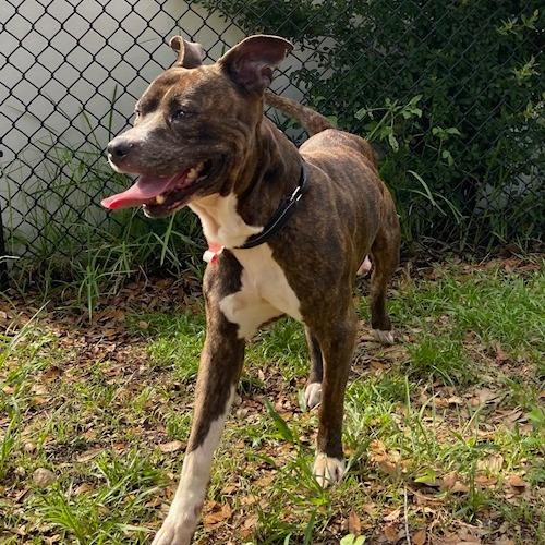 Enlarge Lenny, a Adoptable Mixed Breed in Jacksonville, FL image 5/6