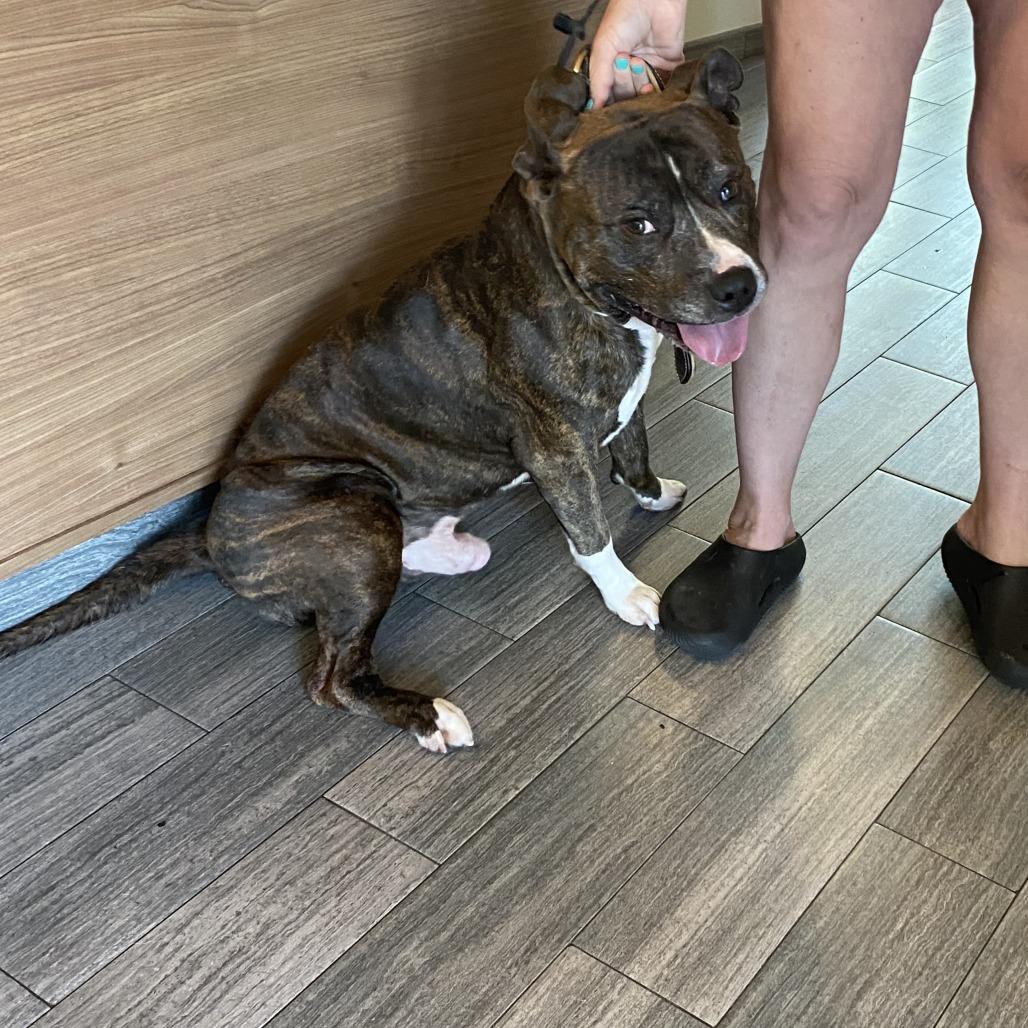Enlarge Lenny, a Adoptable Mixed Breed in Jacksonville, FL image 6/6
