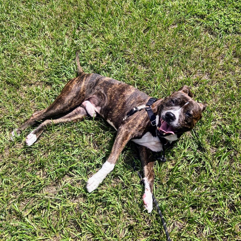 Lenny, a Adoptable Mixed Breed in Jacksonville, FL image 6/6