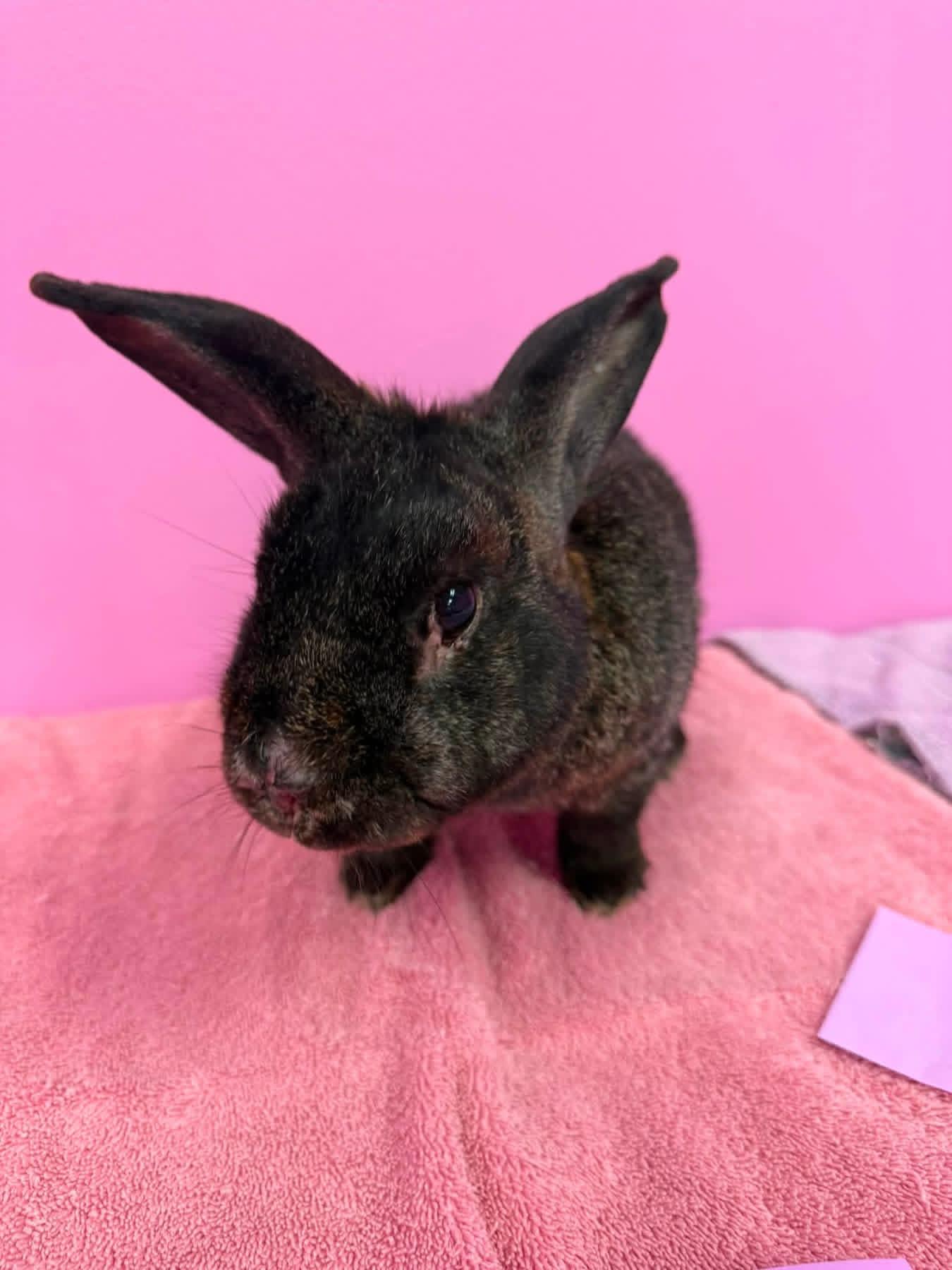 Chubby Cheeks, a ADOPTABLE New Zealand in St. Charles, MO image 3/4
