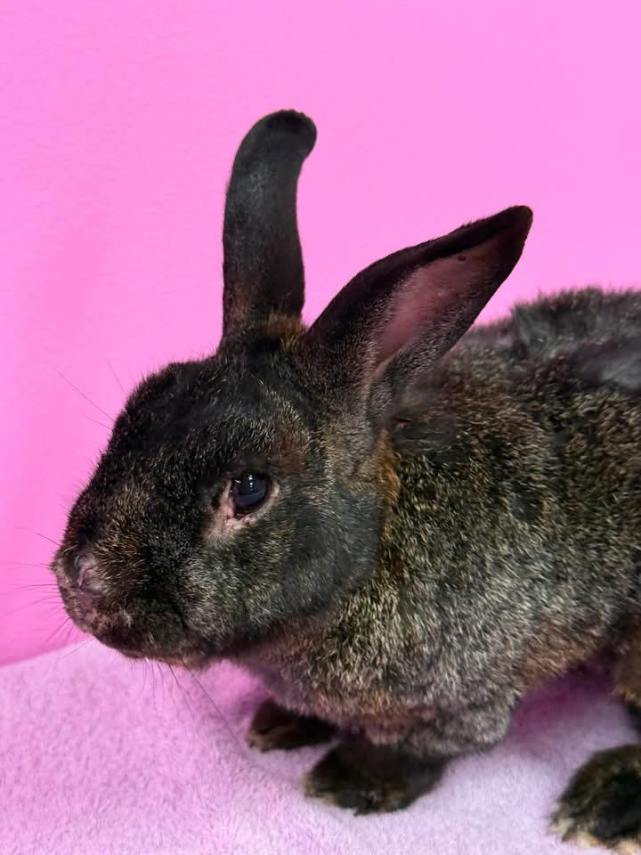 Chubby Cheeks, ADOPTABLE, Adult Male New Zealand.