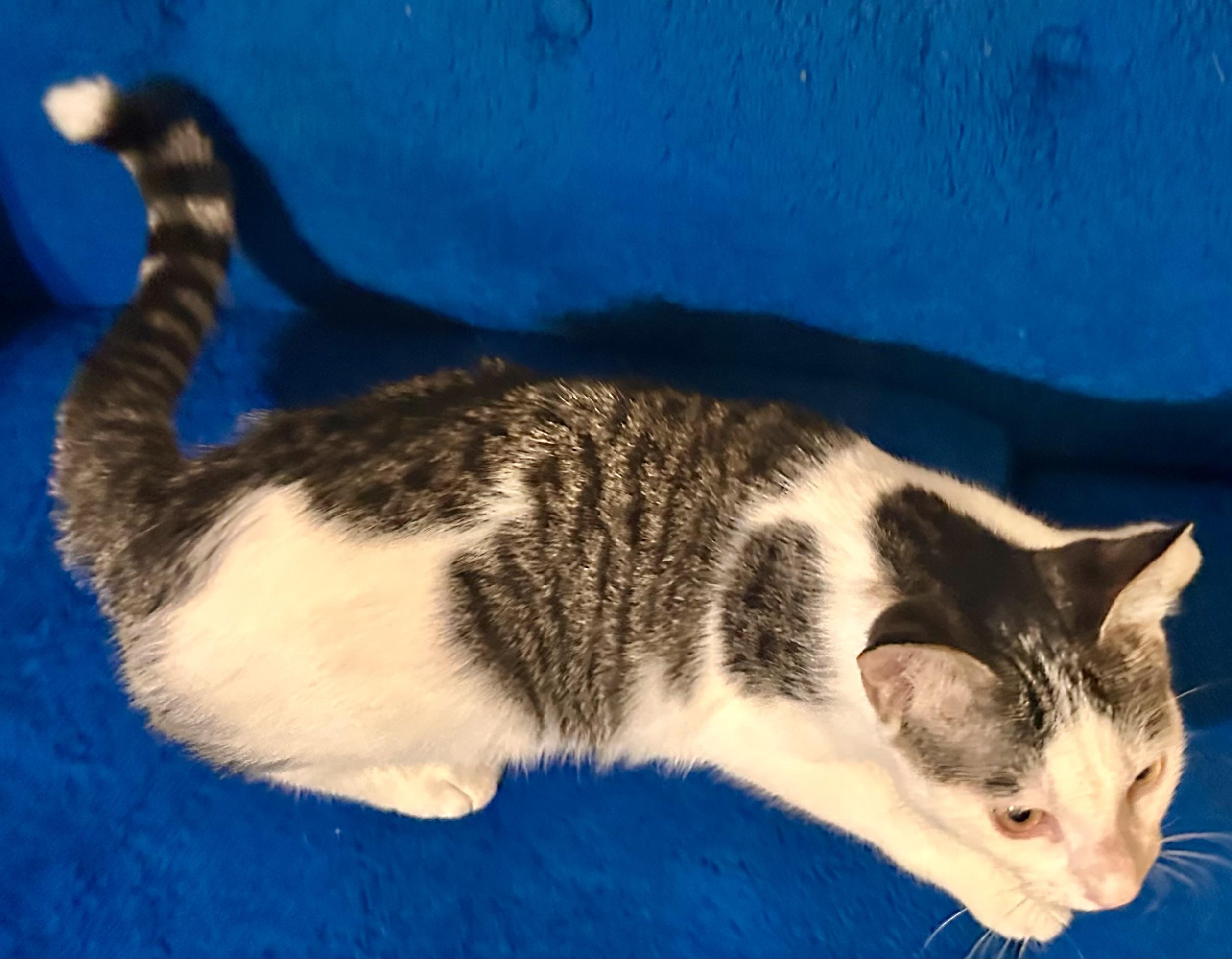 Enlarge Alex, a Adoptable Domestic Short Hair in Fayetteville, NC image 4/6