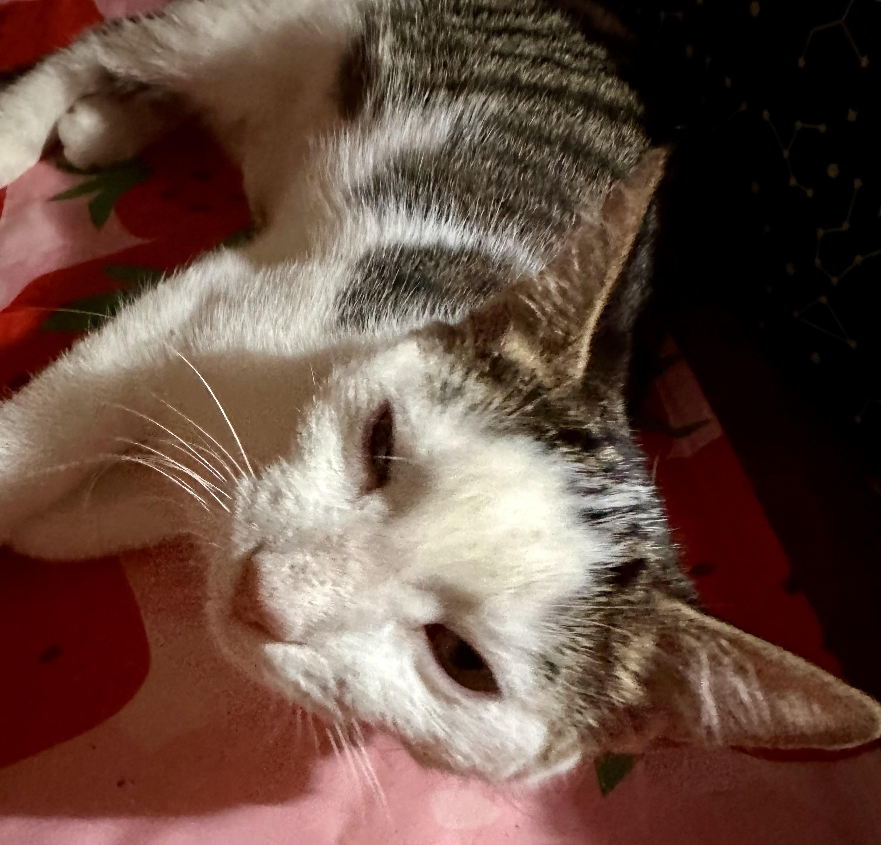 Enlarge Alex, a Adoptable Domestic Short Hair in Fayetteville, NC image 6/6
