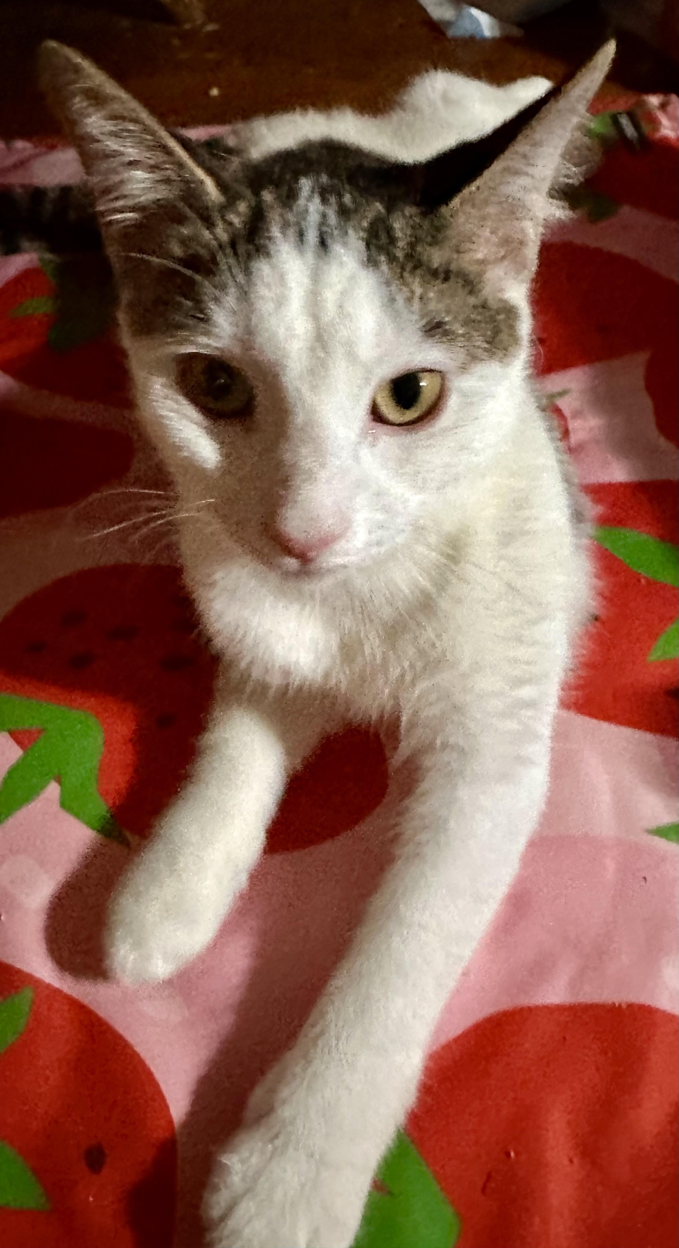 Enlarge Alex, a Adoptable Domestic Short Hair in Fayetteville, NC image 1/6