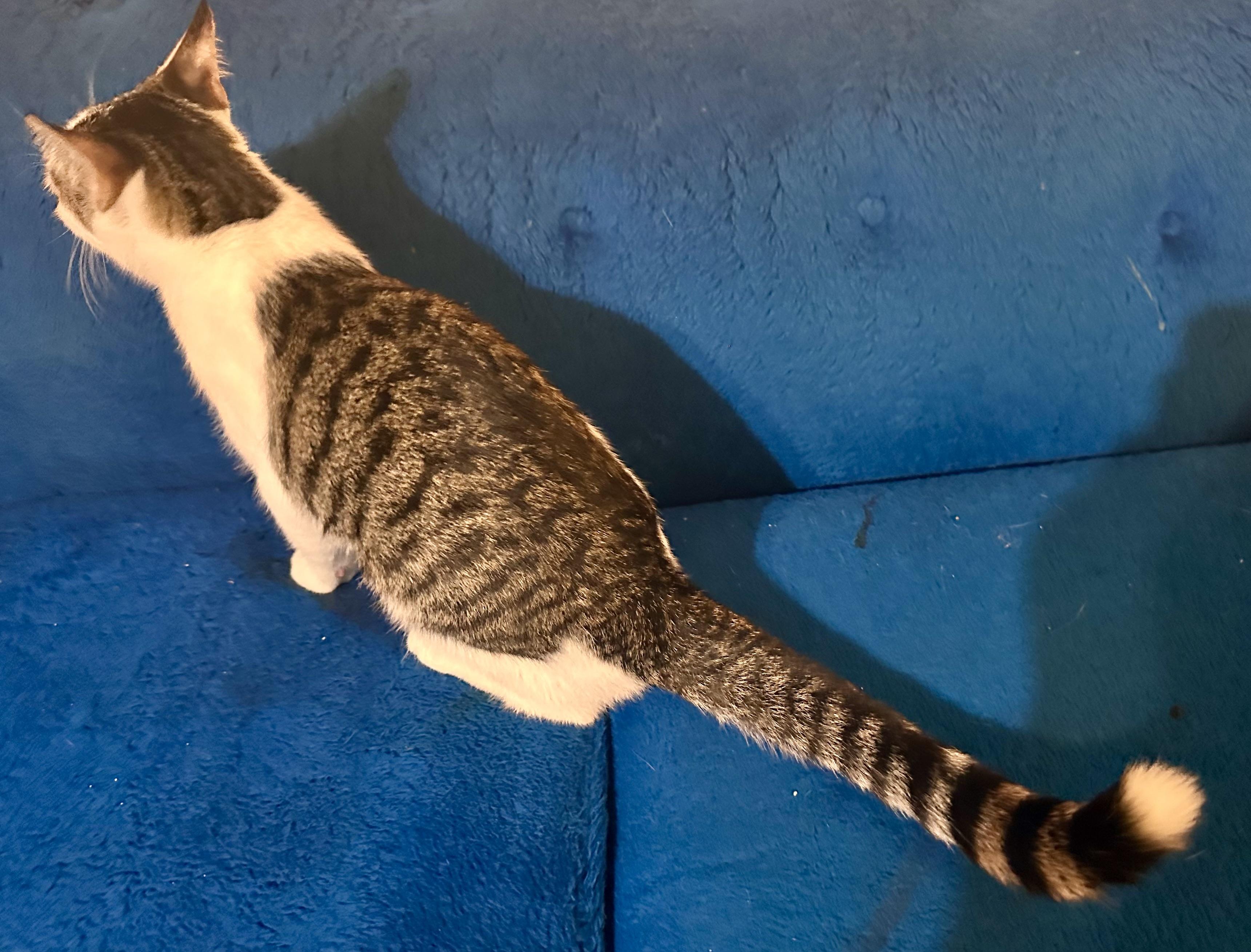 Enlarge Alex, a Adoptable Domestic Short Hair in Fayetteville, NC image 3/6