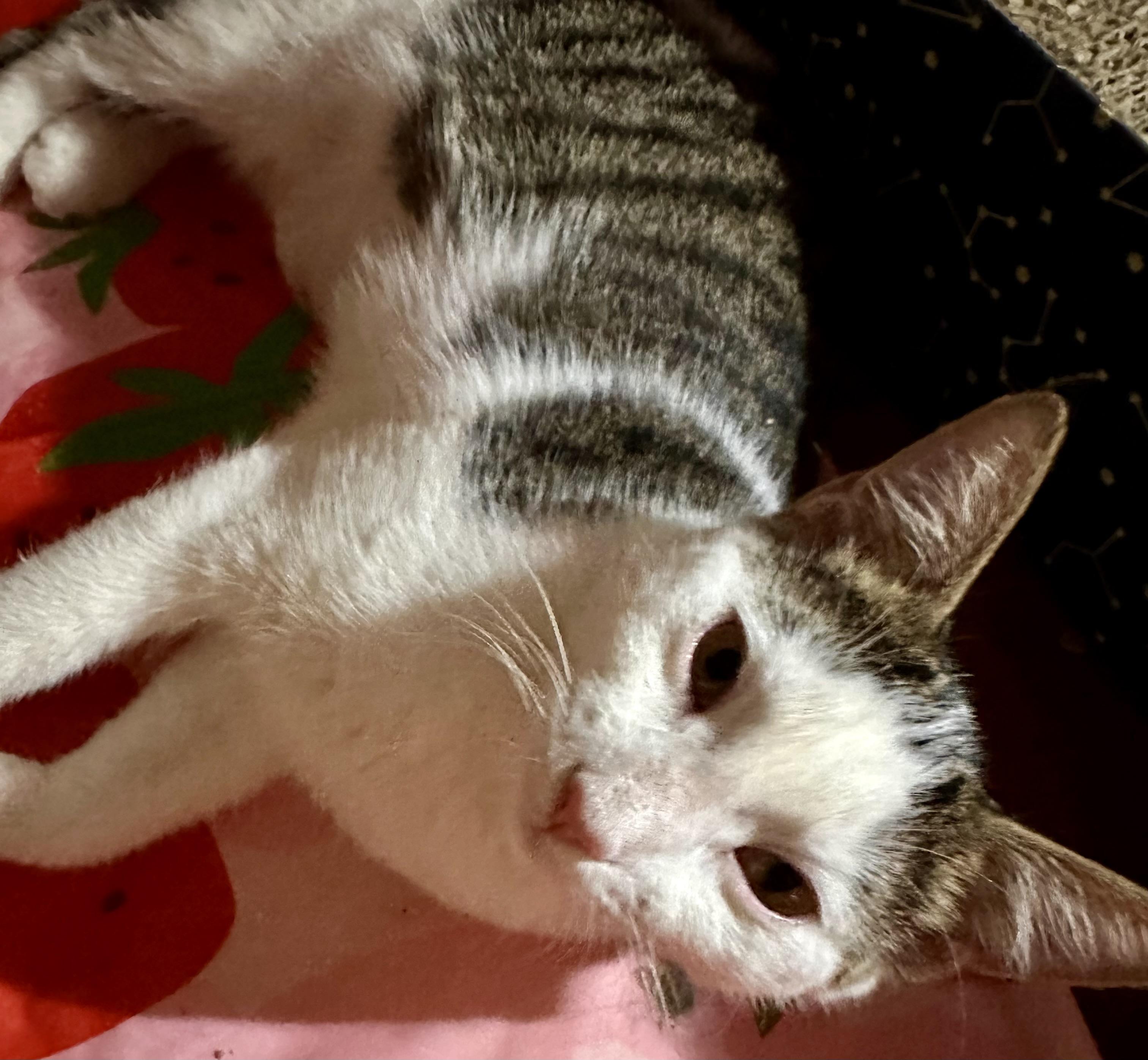 Enlarge Alex, a Adoptable Domestic Short Hair in Fayetteville, NC image 2/6
